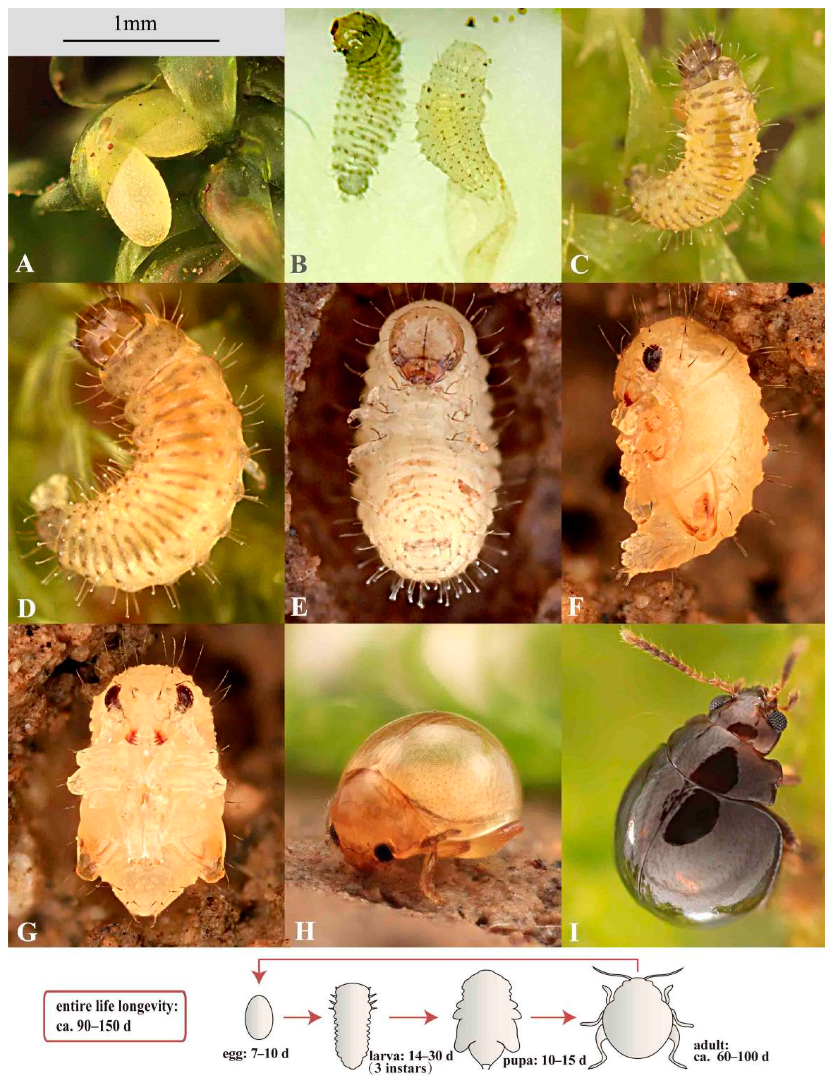 Insects Free Full Text The Biology And Immature Stages Of The Moss Eating Flea Beetle Cangshanaltica Fuanensis Sp Nov Coleoptera Chrysomelidae Galerucinae Alticini With Description Of A Fan Driven High Power Berlese Funnel