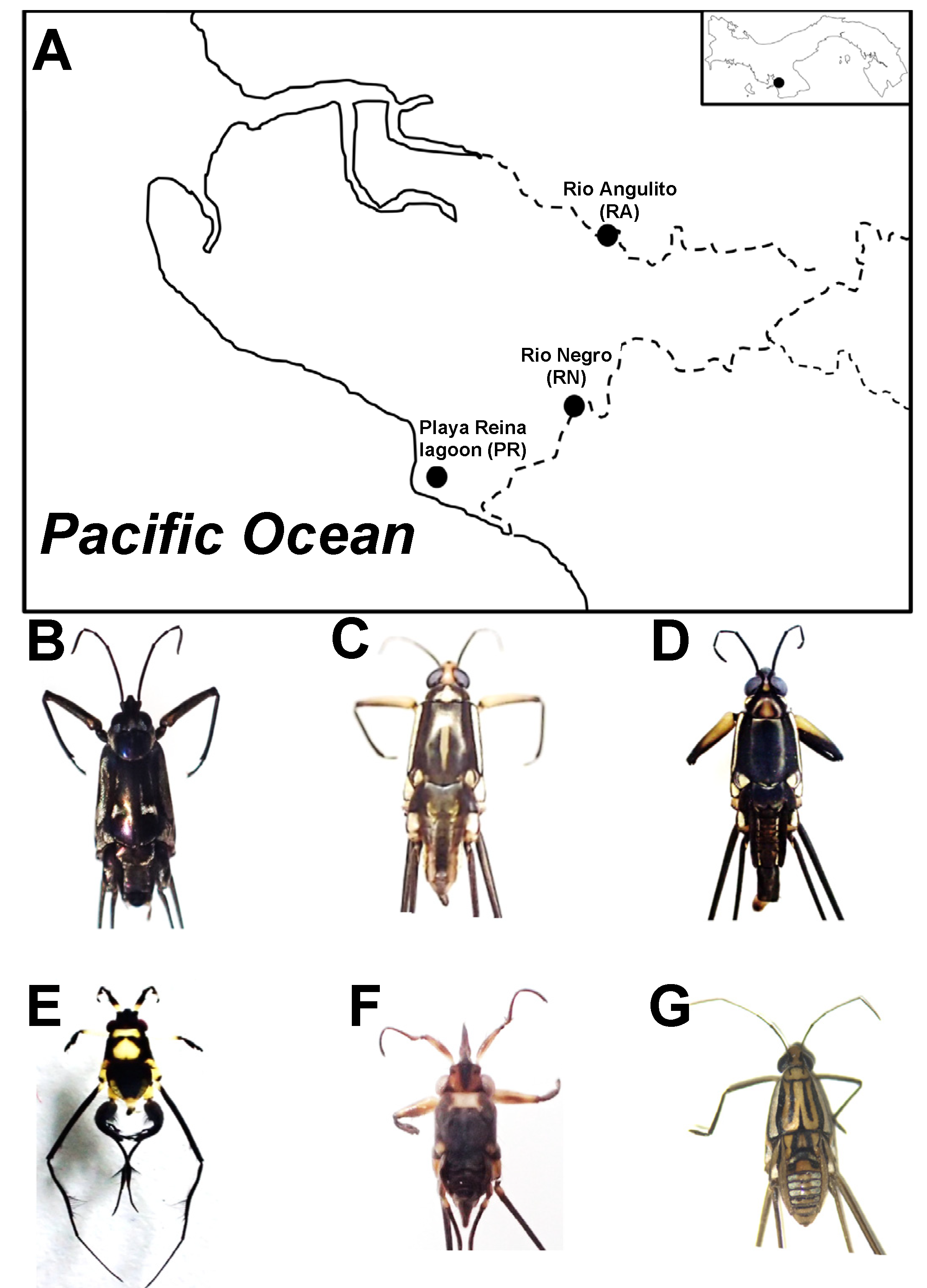 Insects 11 00578 g001 Insects 11 00578 g001