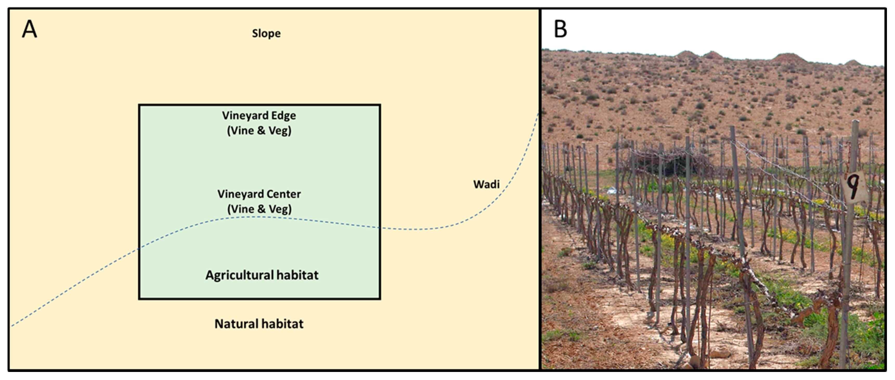 Insects 11 00580 g001