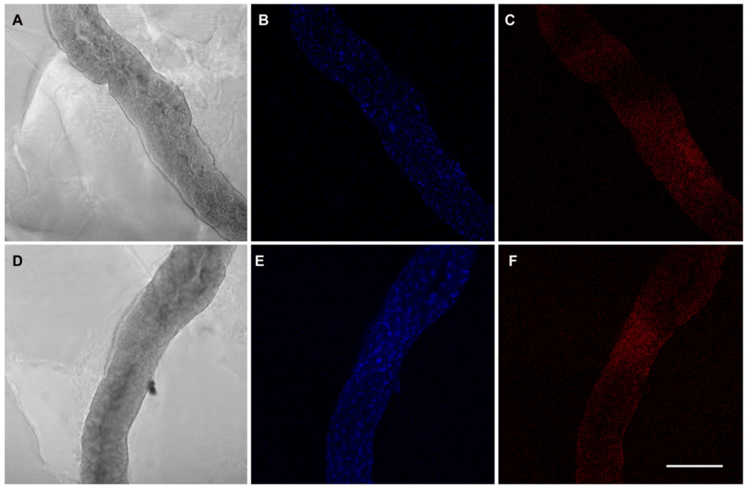 Insects 11 00603 g002 Insects 11 00603 g002