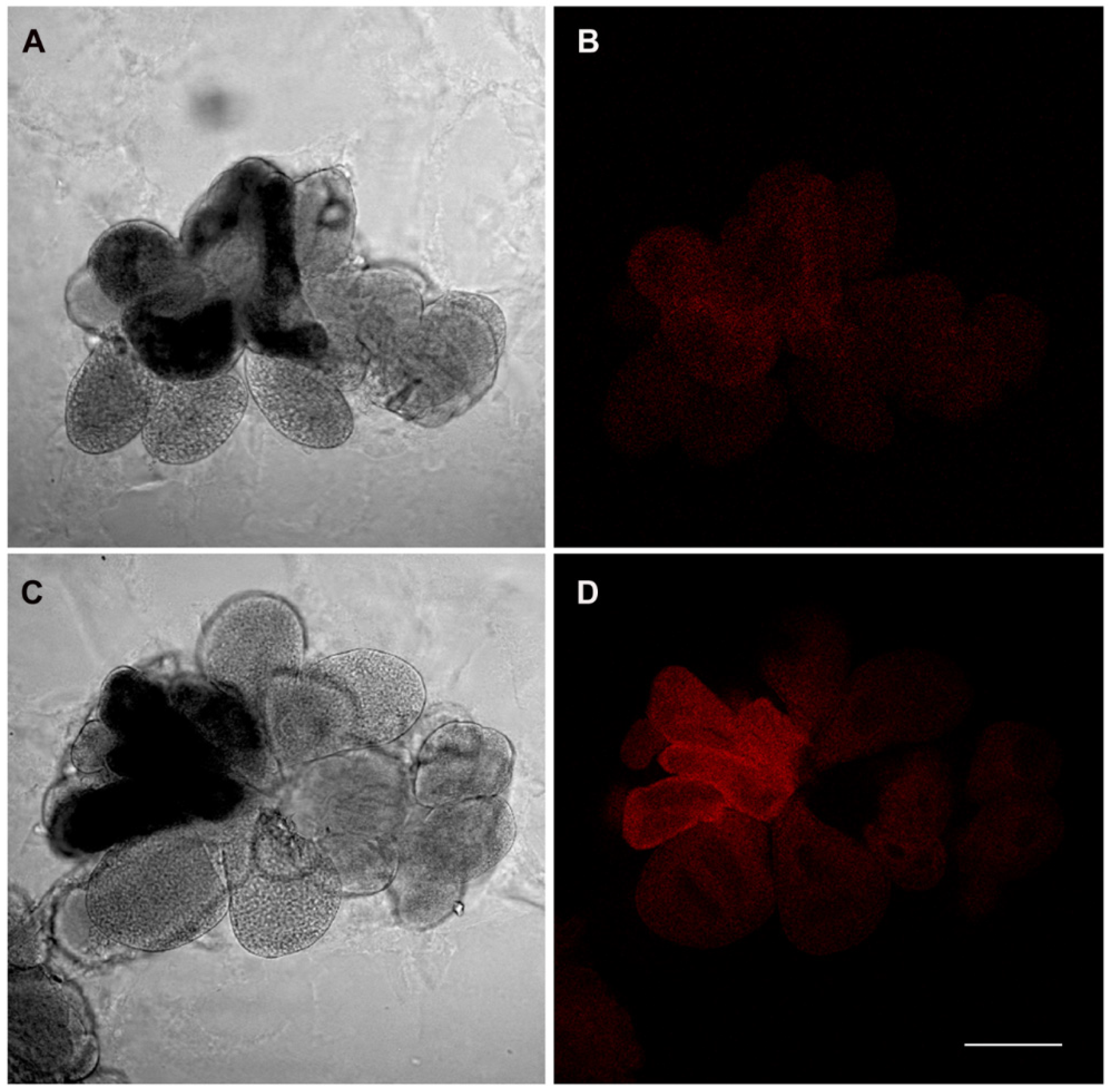 Insects 11 00603 g003 Insects 11 00603 g003