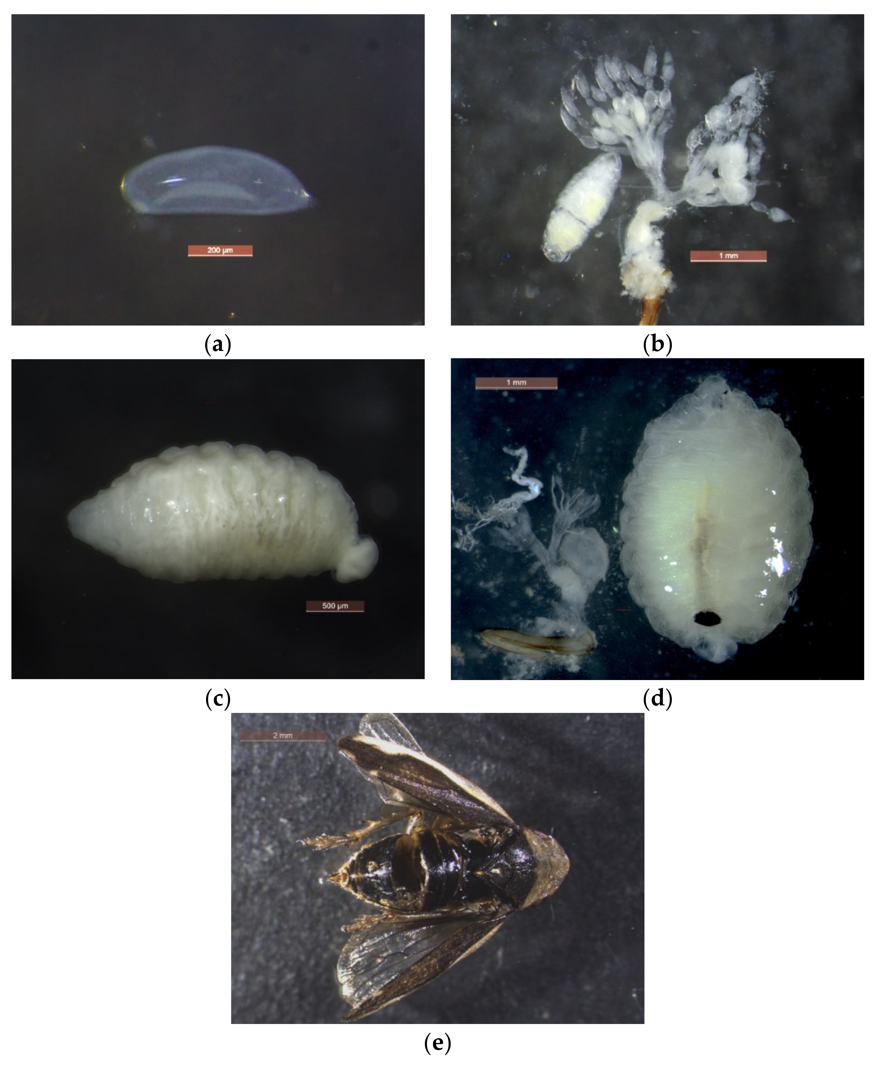 Insects 11 00607 g004