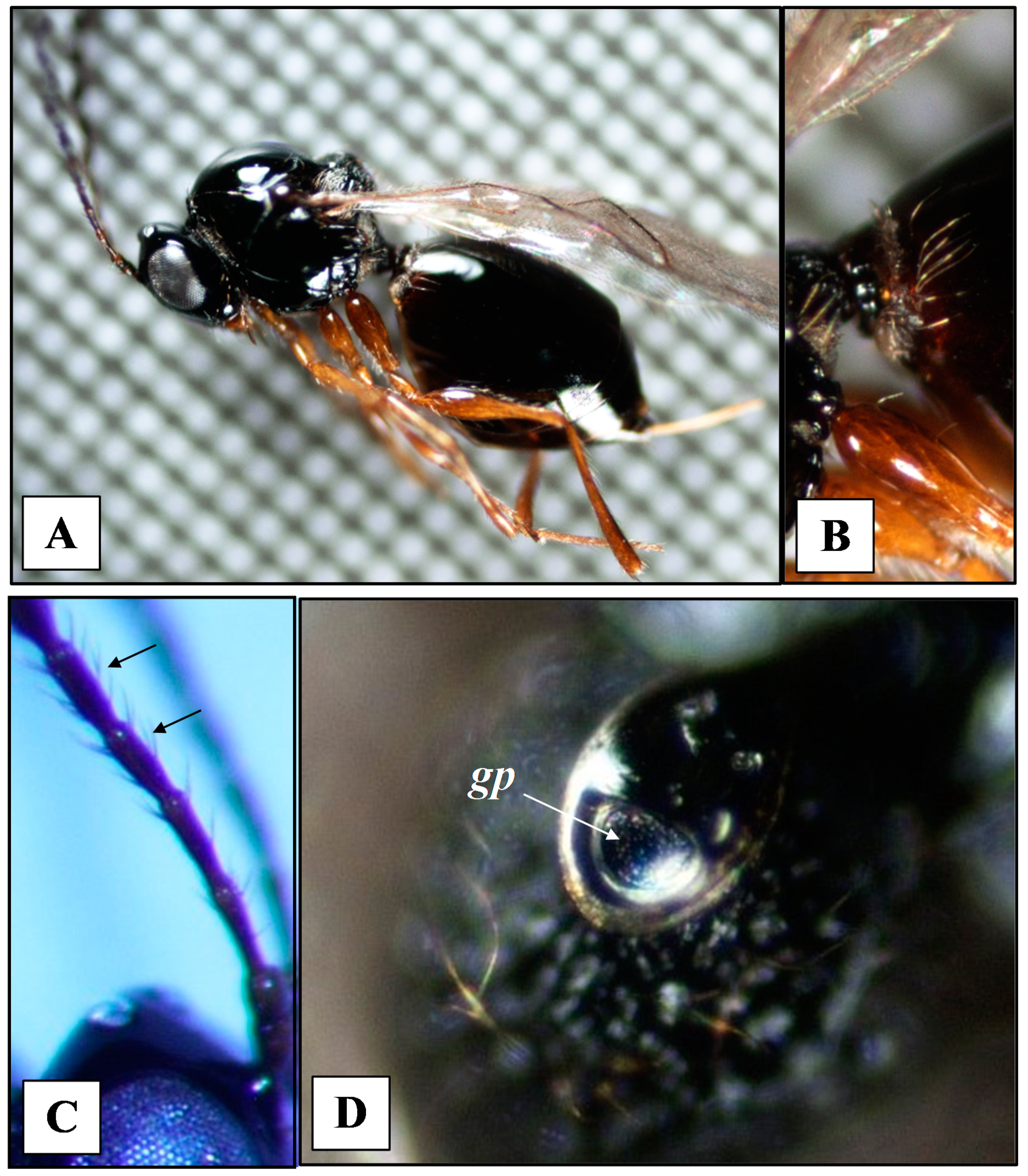 Insects 11 00611 g001