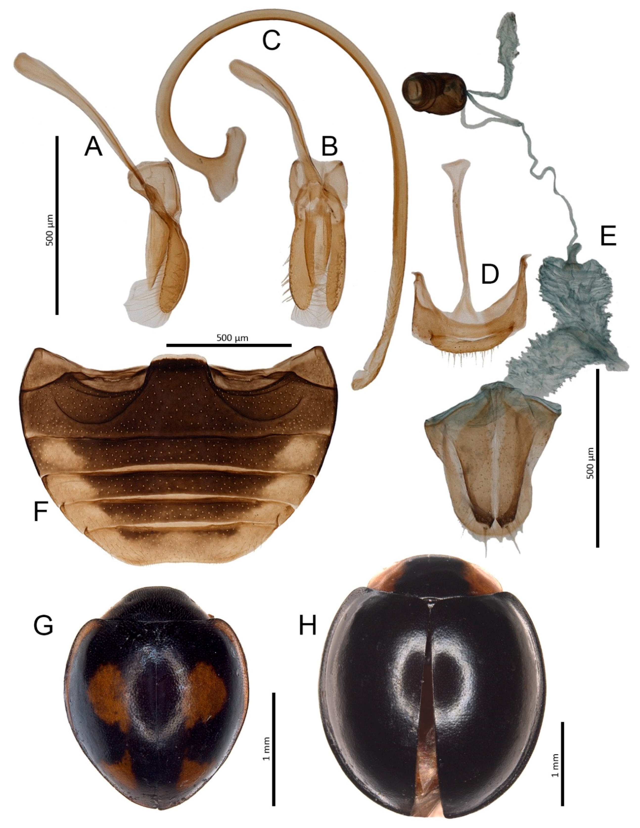 Insects 11 00641 g002