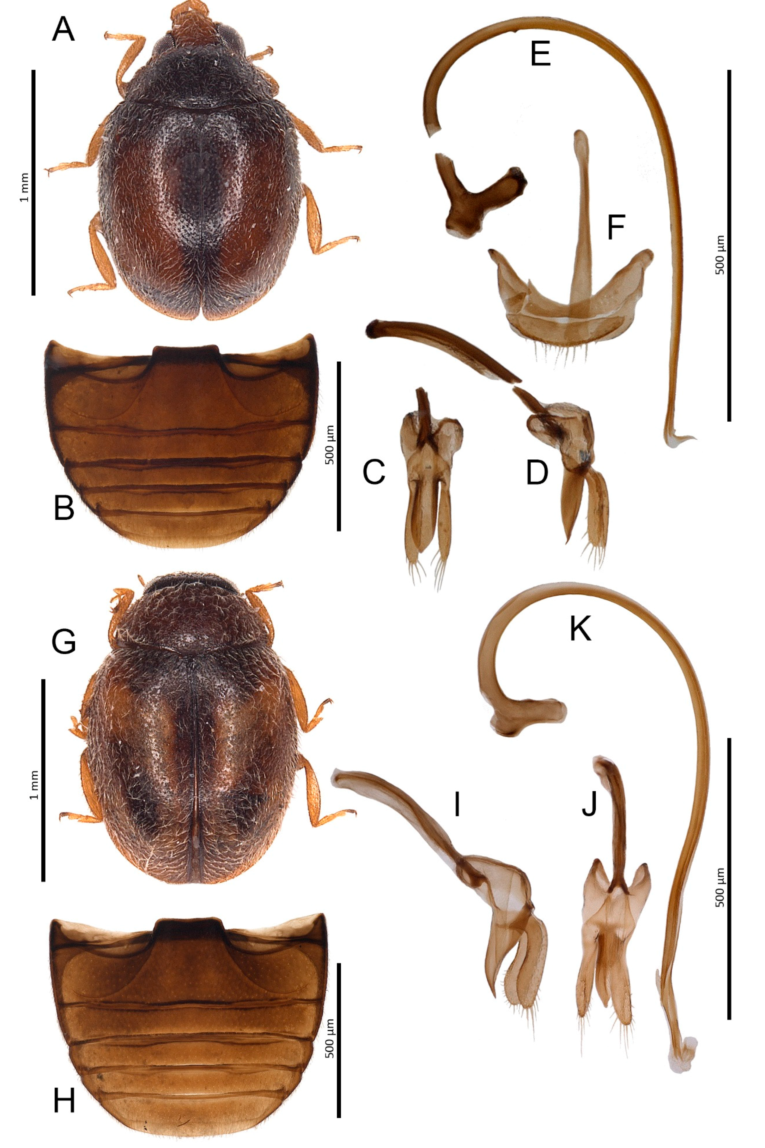 Insects 11 00641 g003