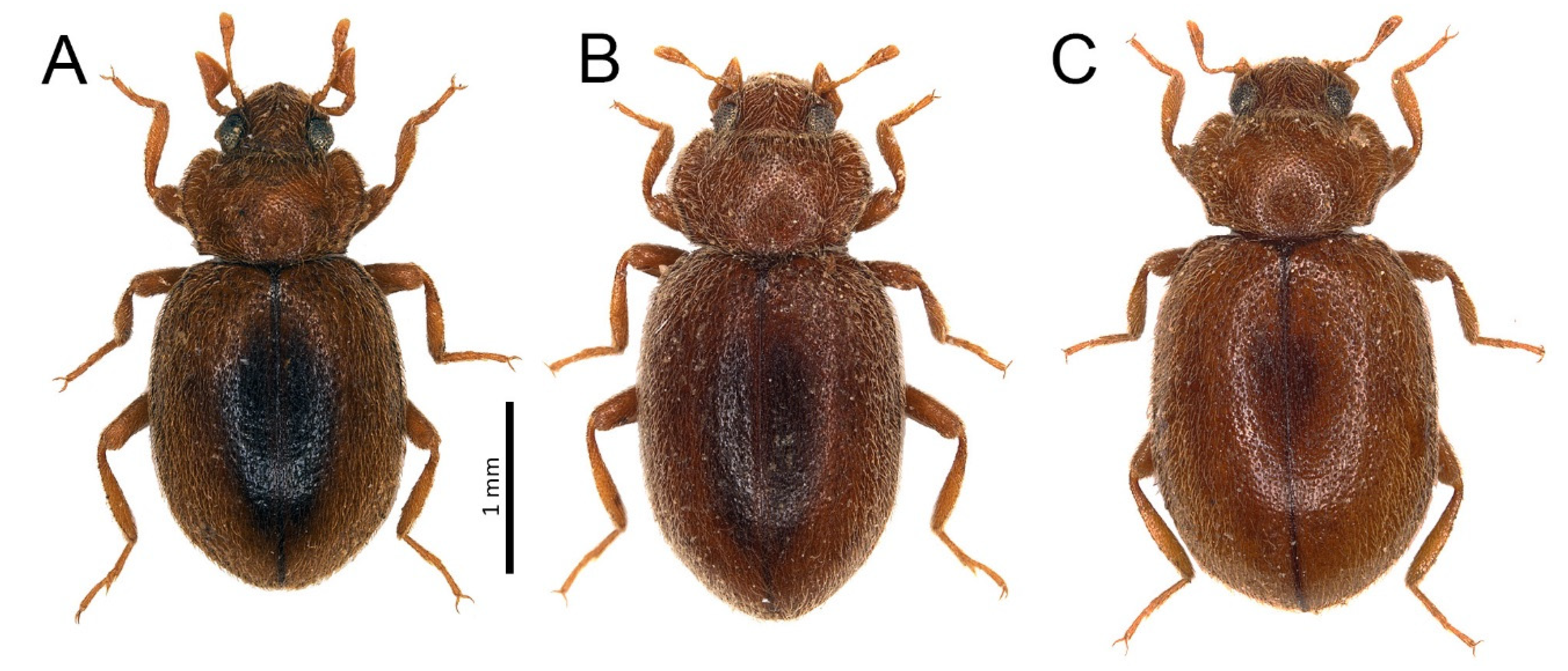 Insects 11 00641 g004