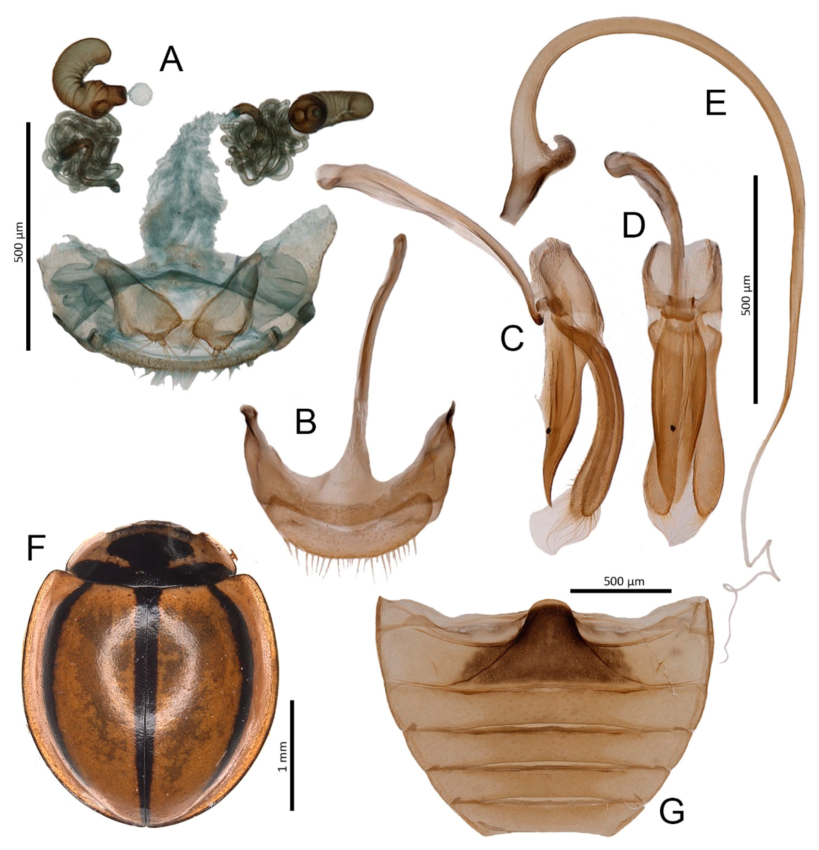 Insects 11 00641 g005