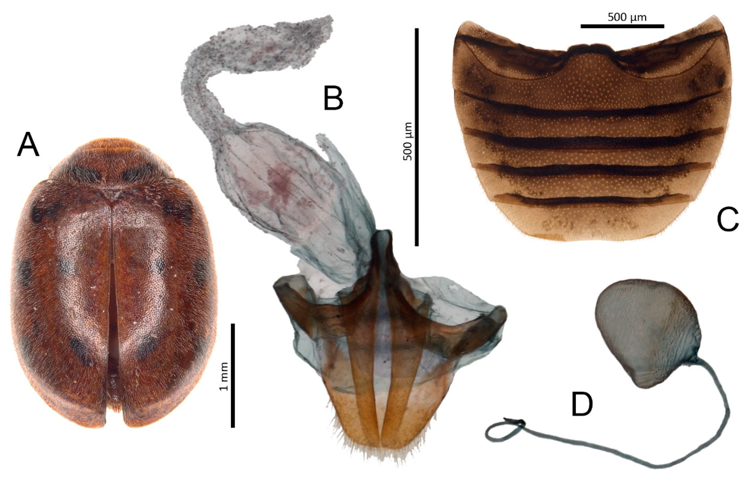 Insects 11 00641 g006