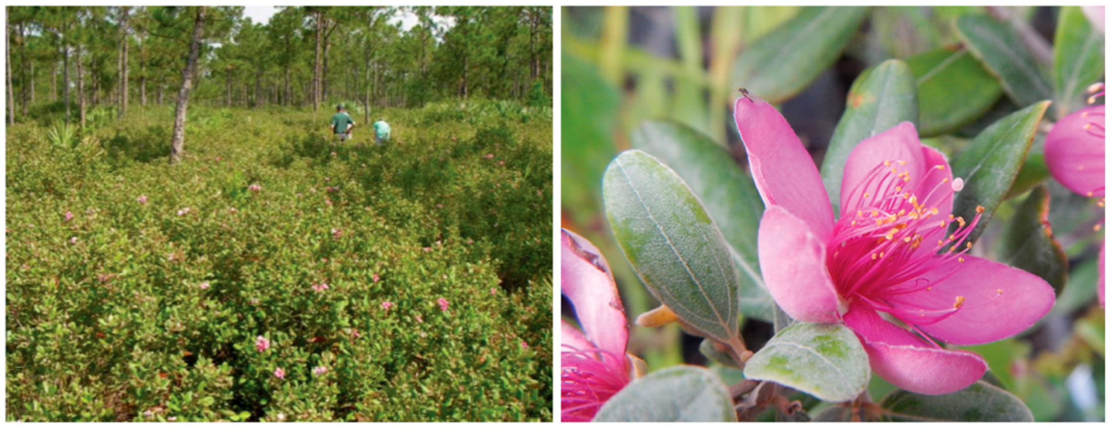 Insects 11 00653 g001