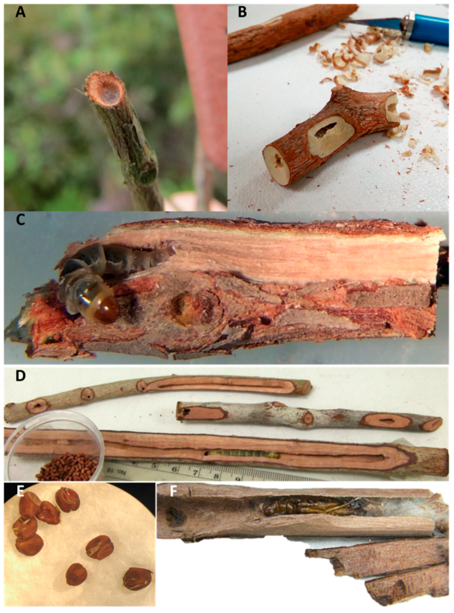 Insects 11 00653 g003