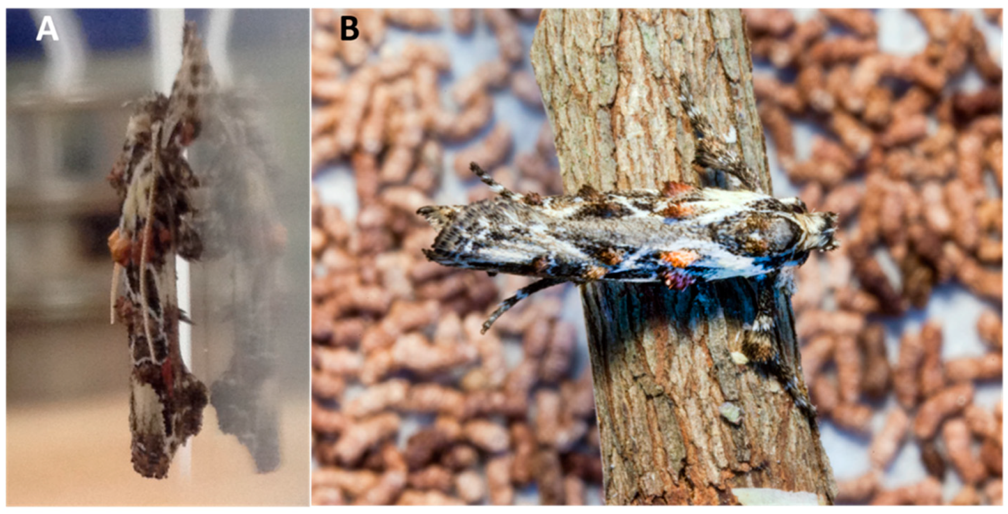 Insects 11 00653 g004