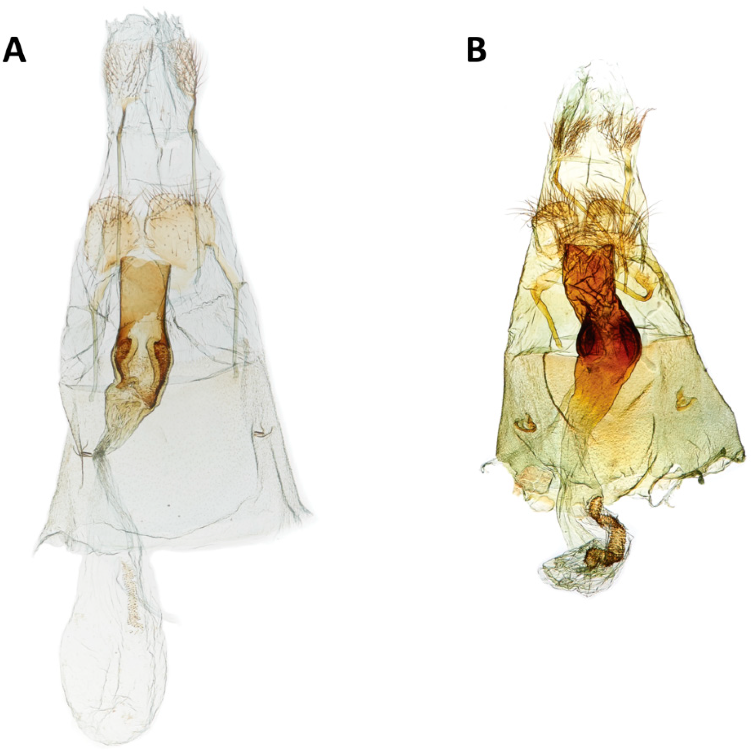 Insects 11 00653 g005