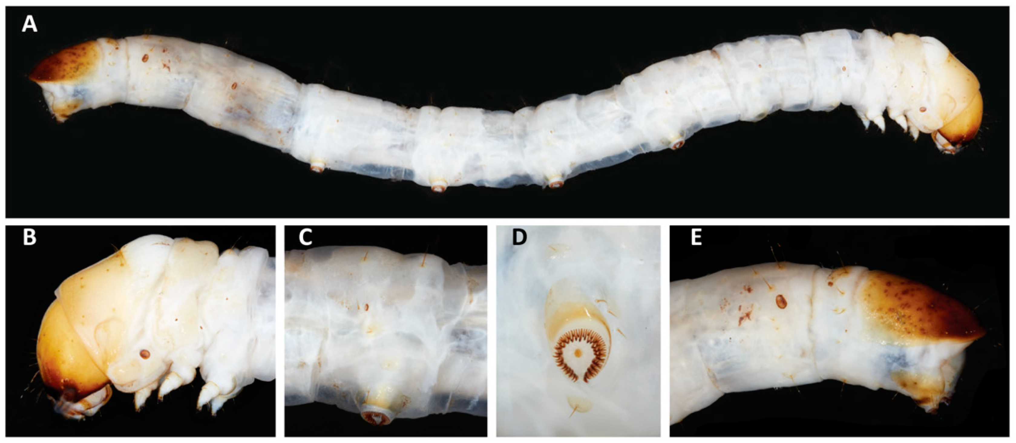 Insects 11 00653 g006