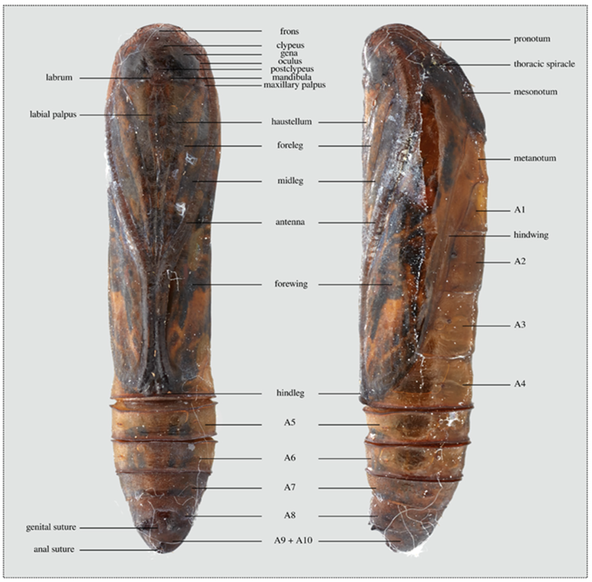 Insects 11 00653 g007