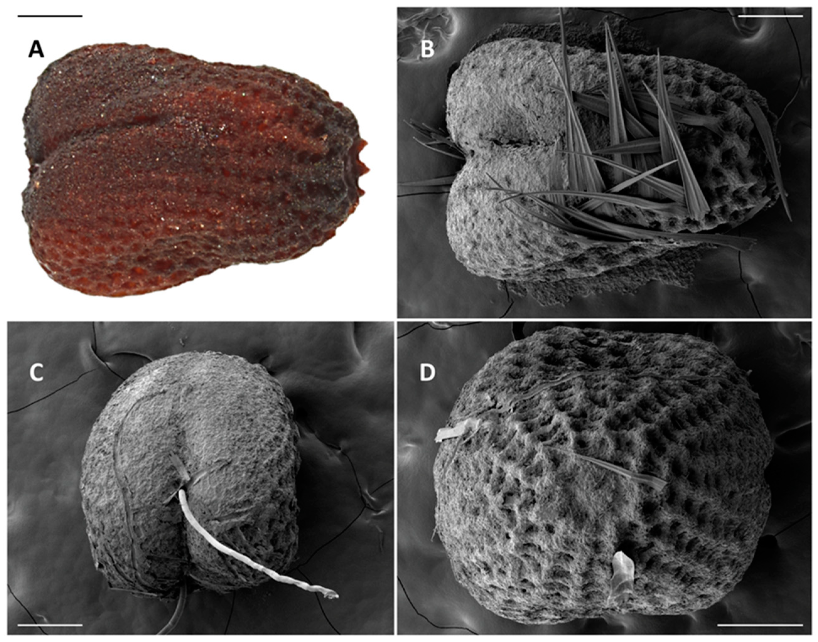 Insects 11 00653 g008