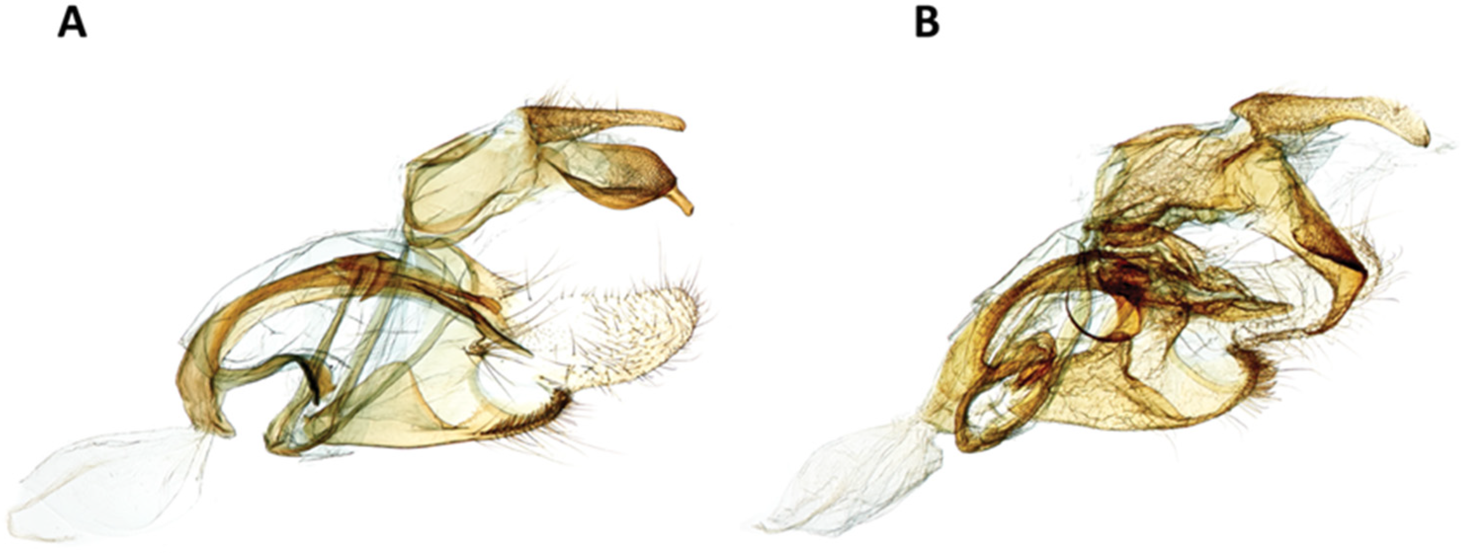 Insects 11 00653 g010