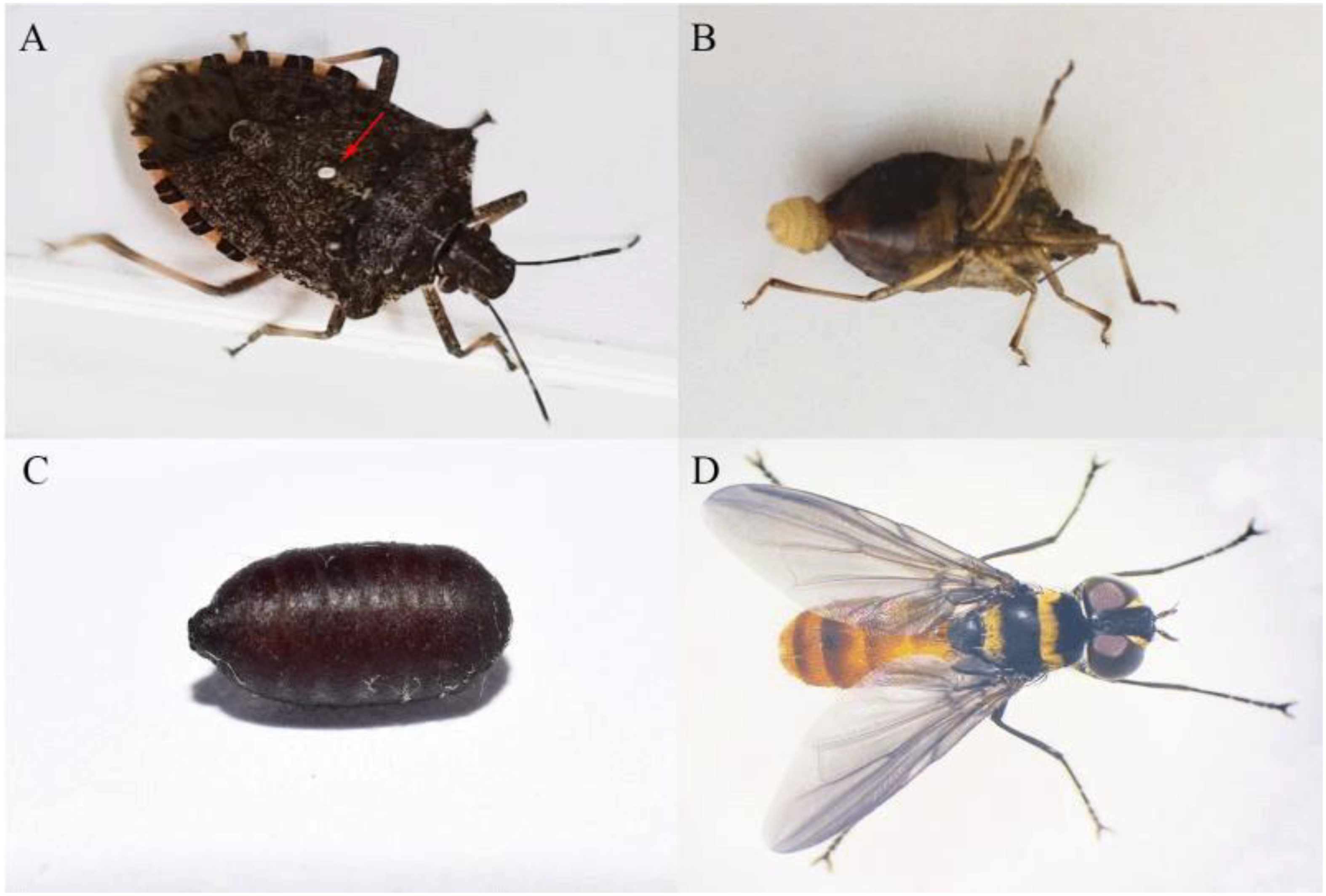 Insects 11 00666 g001