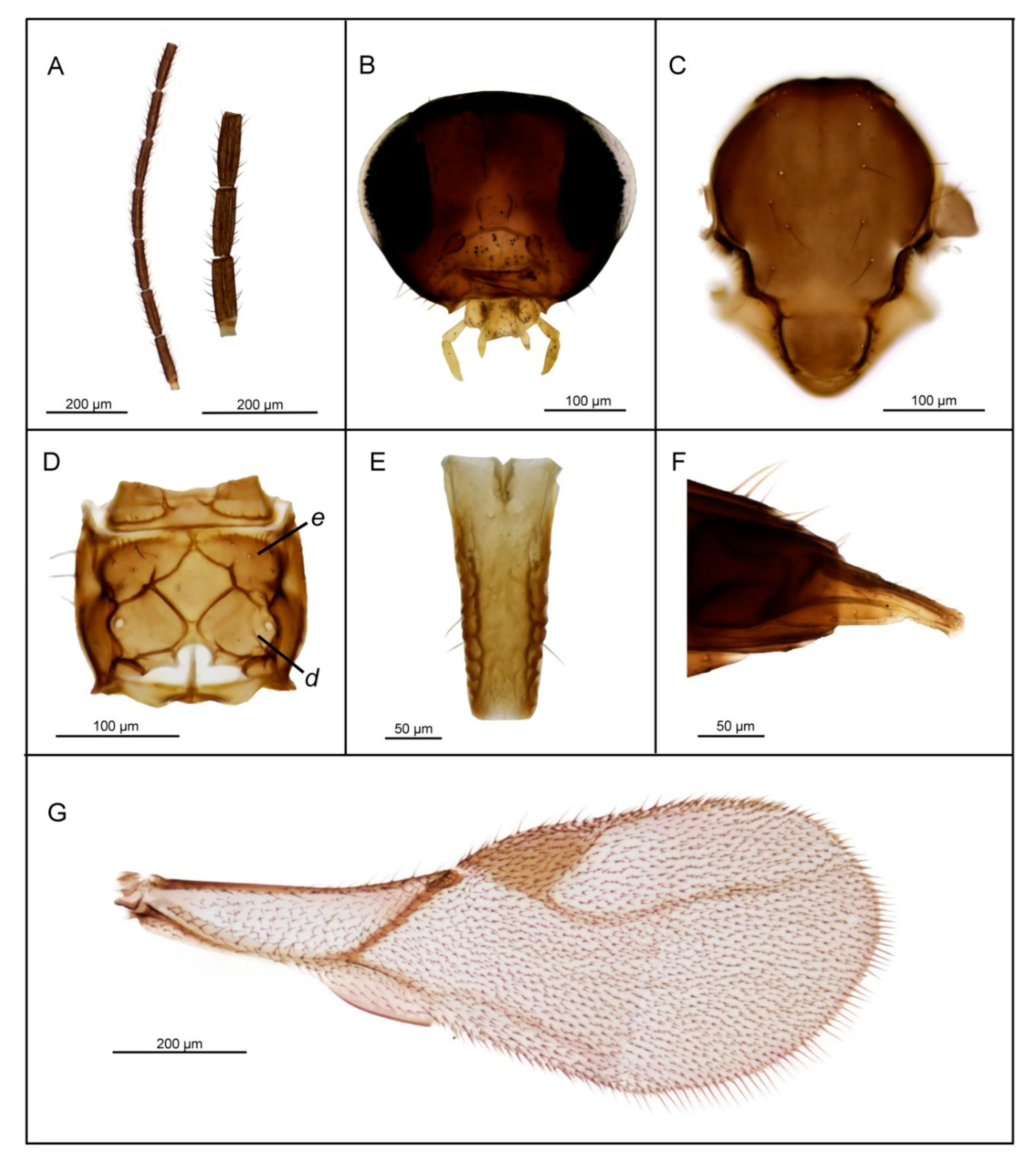 Insects 11 00667 g004 Insects 11 00667 g004