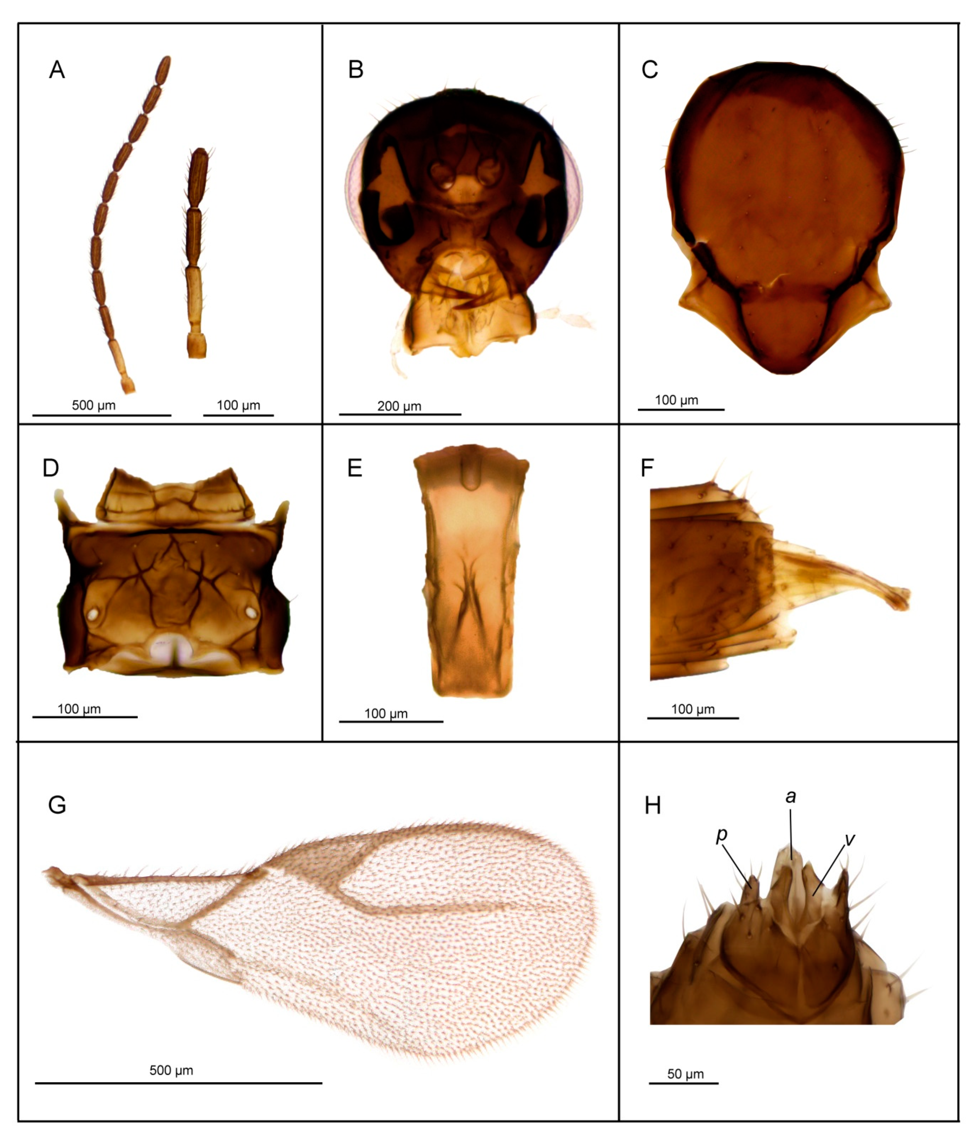 Insects 11 00667 g005 Insects 11 00667 g005