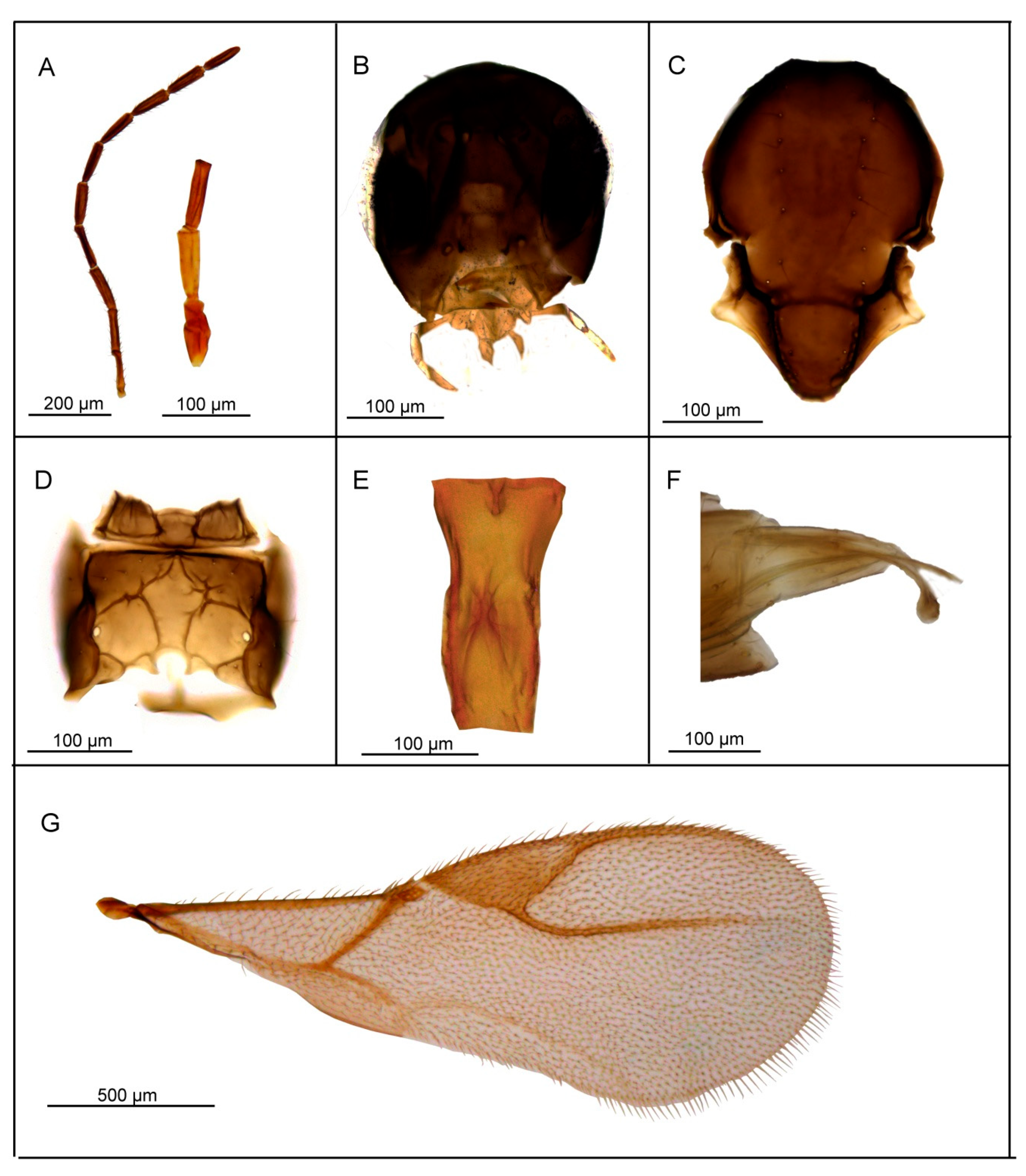 Insects 11 00667 g006 Insects 11 00667 g006