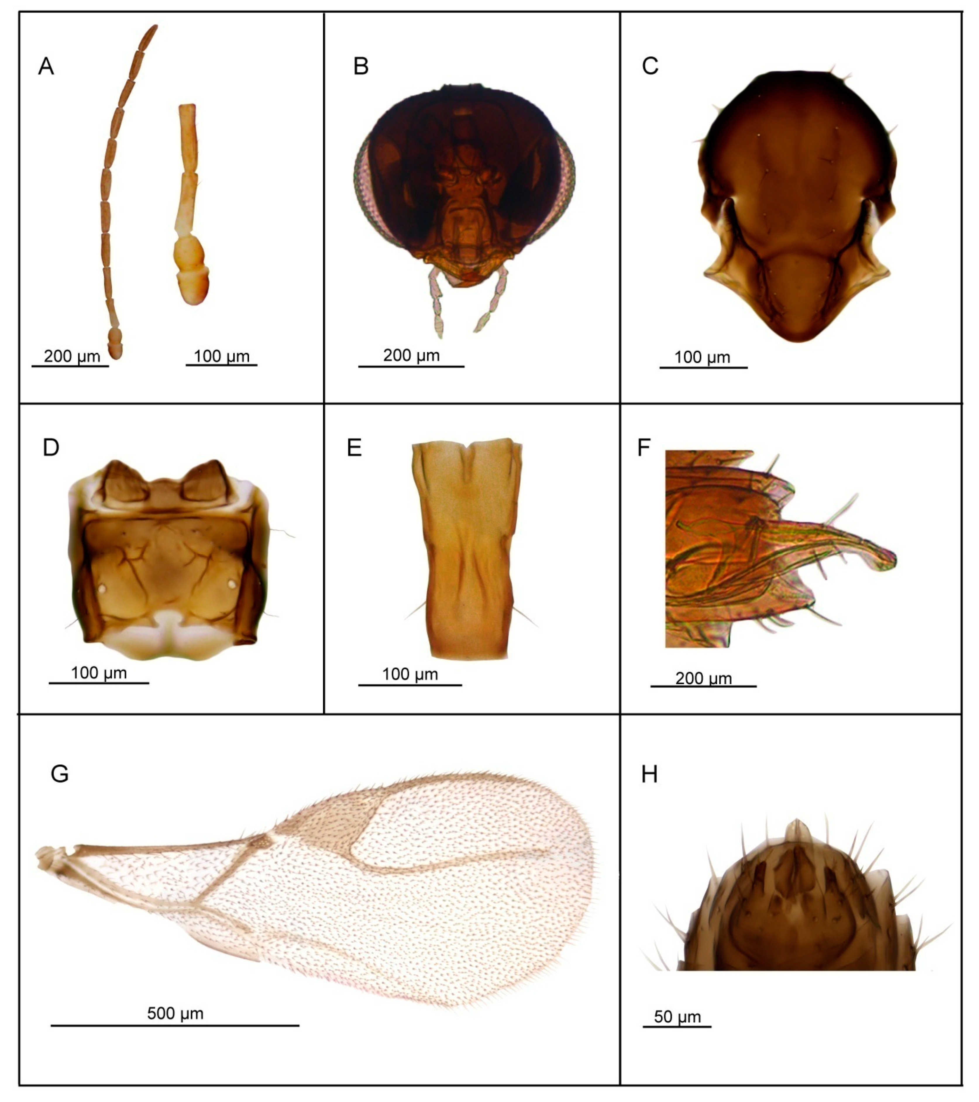 Insects 11 00667 g007 Insects 11 00667 g007