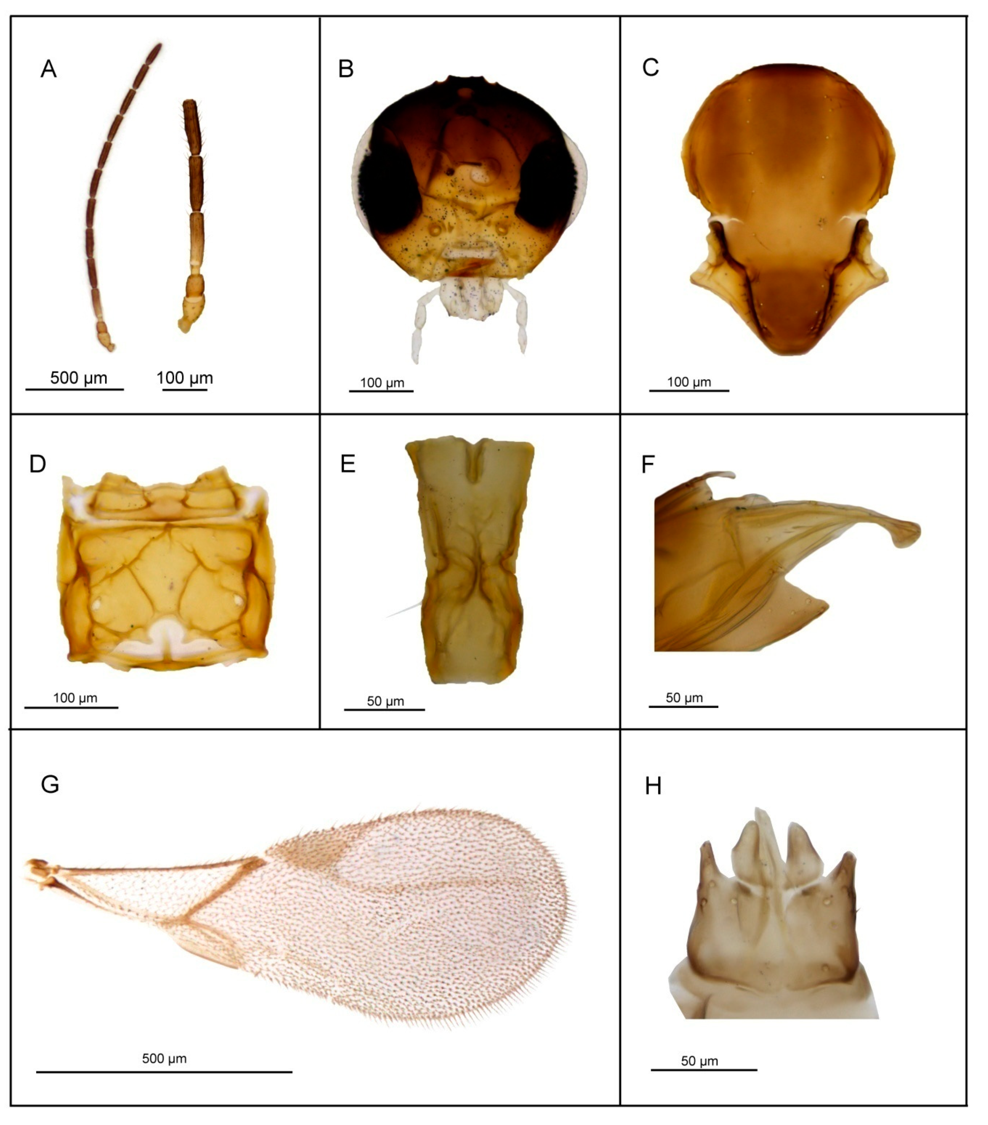 Insects 11 00667 g008 Insects 11 00667 g008