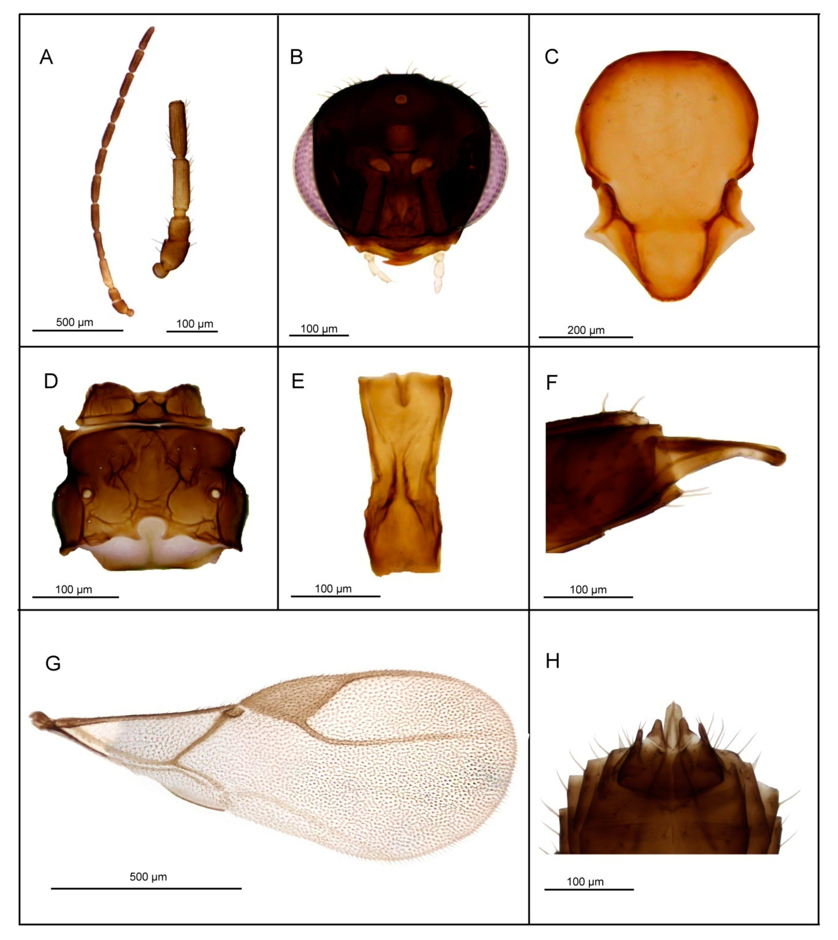 Insects 11 00667 g010 Insects 11 00667 g010