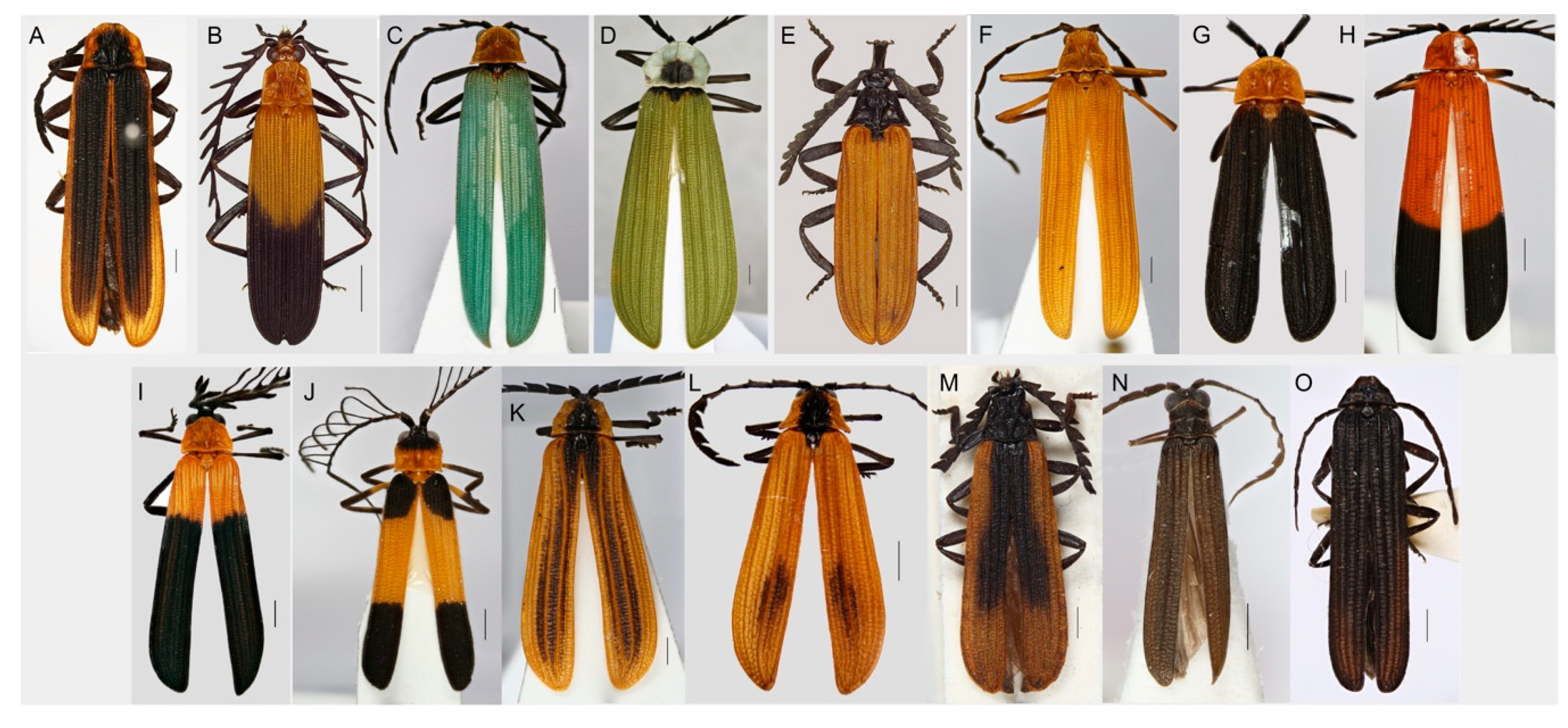 Insects Free Full Text Biodiversity Inventory And Distribution Of Metriorrhynchina Net Winged Beetles Coleoptera Lycidae With The Identification Of Generic Ranges