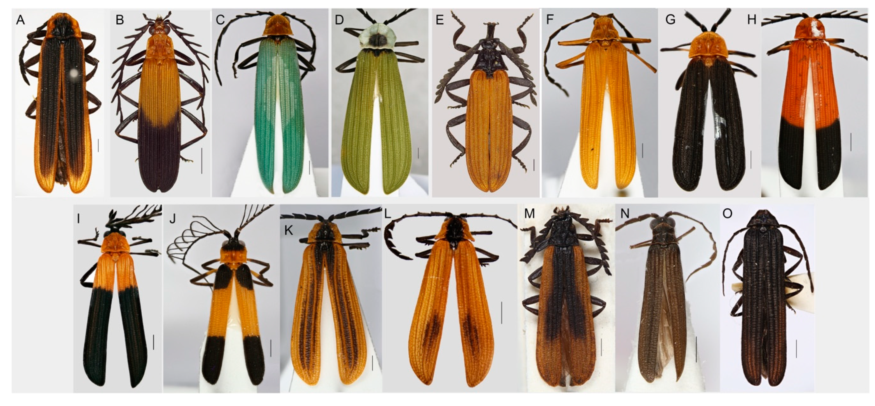 Insects Free Full Text Biodiversity Inventory And Distribution Of Metriorrhynchina Net Winged Beetles Coleoptera Lycidae With The Identification Of Generic Ranges Insects Free Full Text Biodiversity Inventory And Distribution Of Metriorrhynchina Net Winged Beetles Coleoptera Lycidae With The Identification Of Generic Ranges