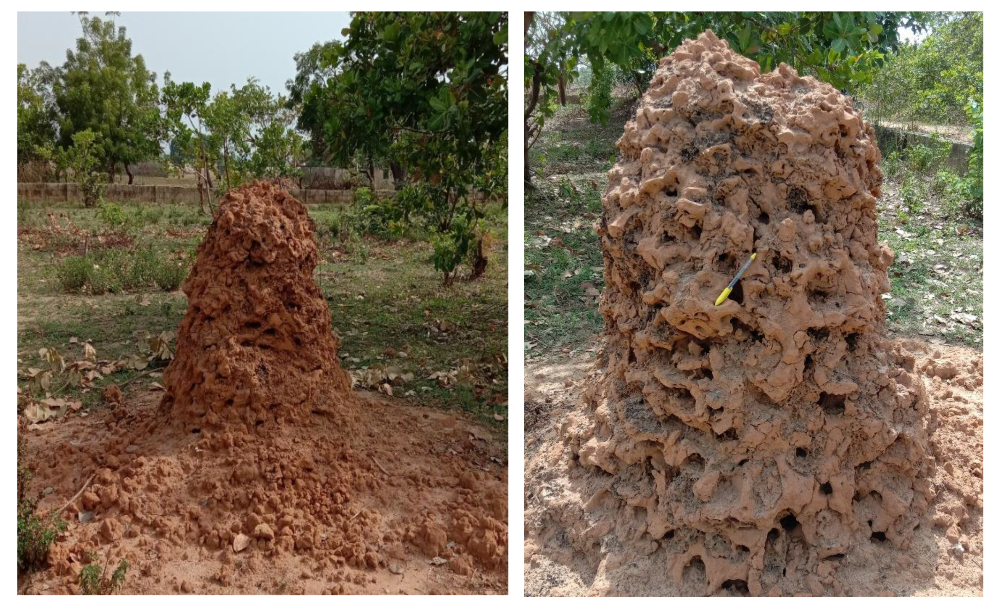 Insects 11 00728 g002