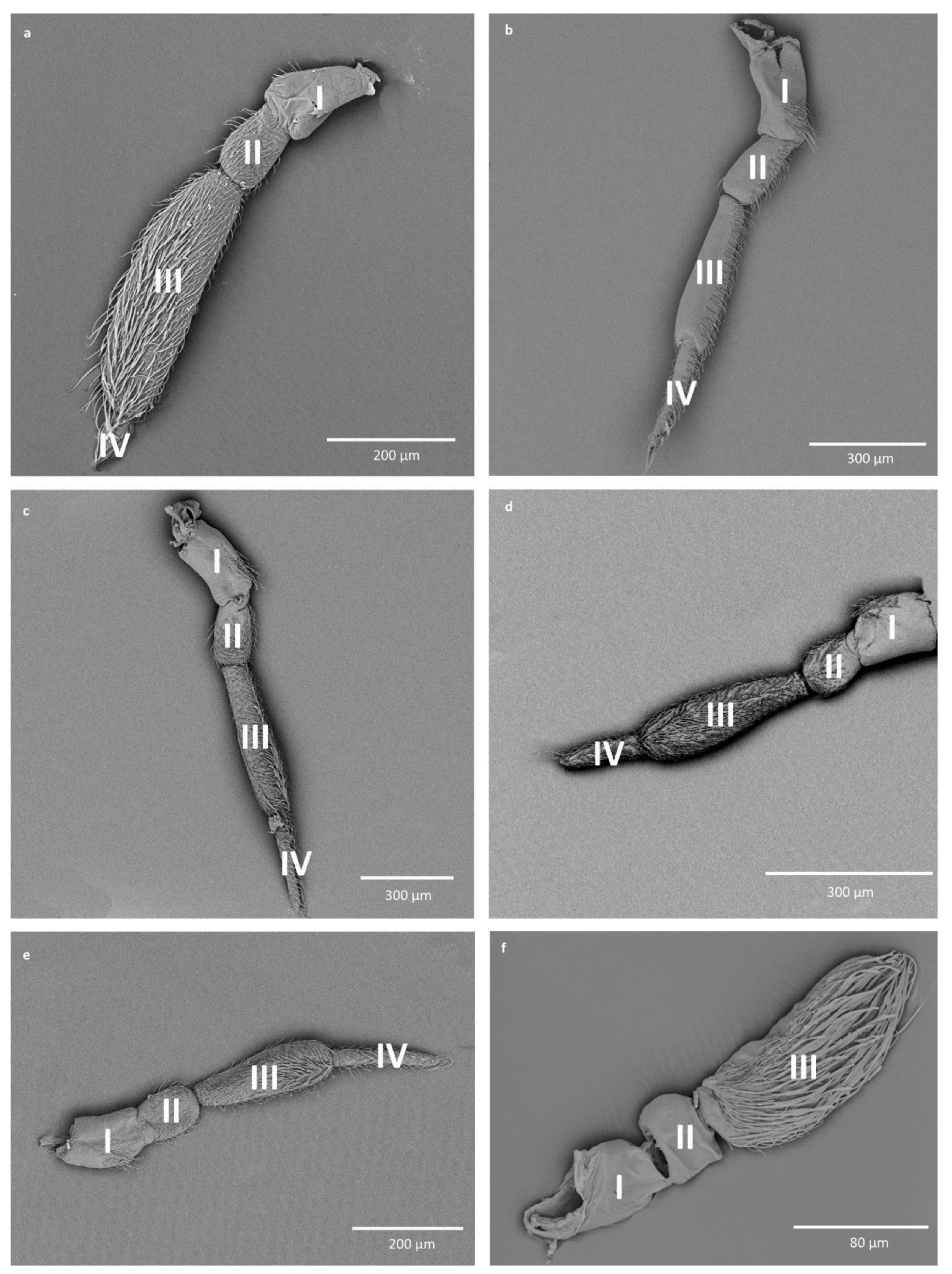 Insects 11 00734 g001 Insects 11 00734 g001