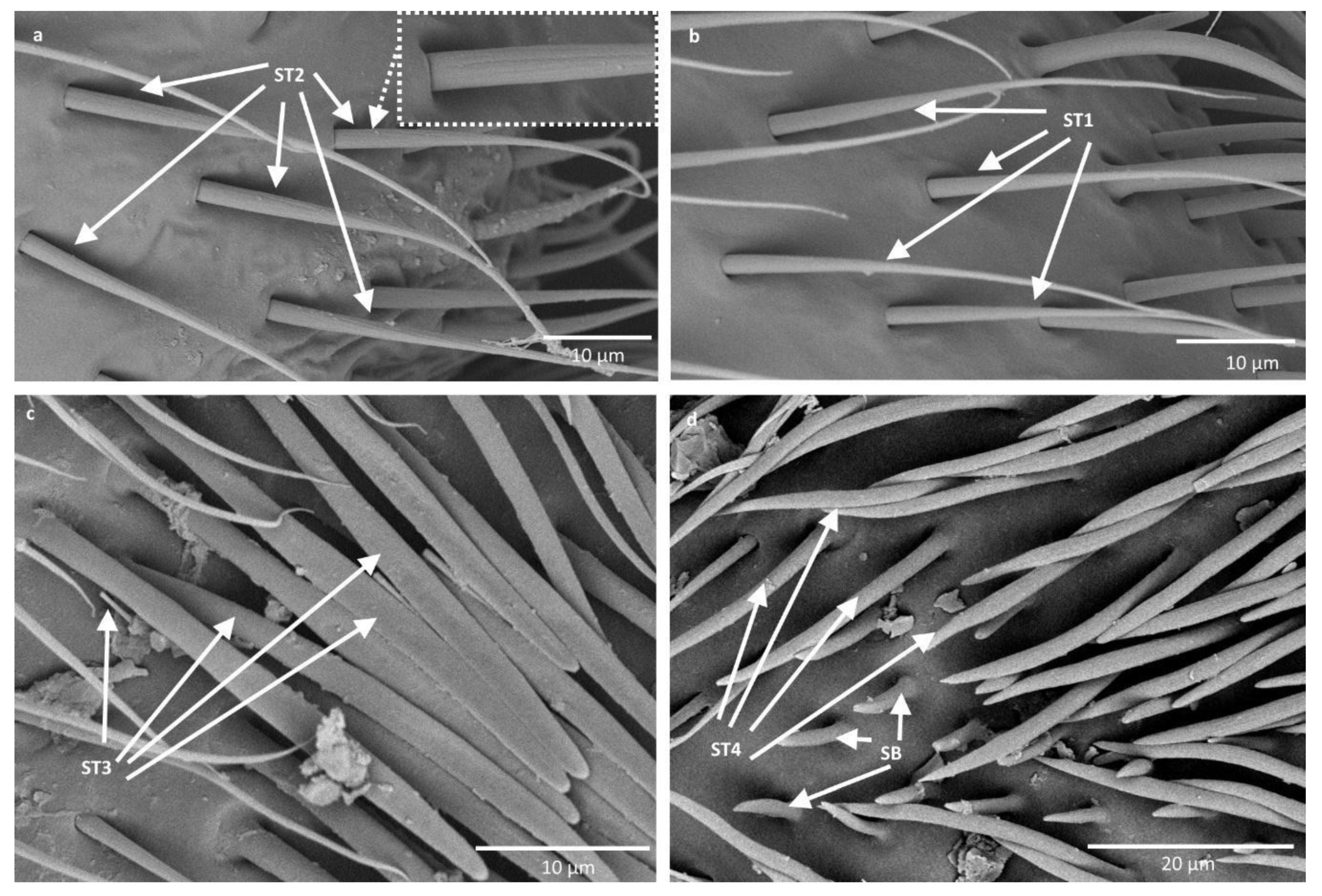 Insects 11 00734 g002 Insects 11 00734 g002