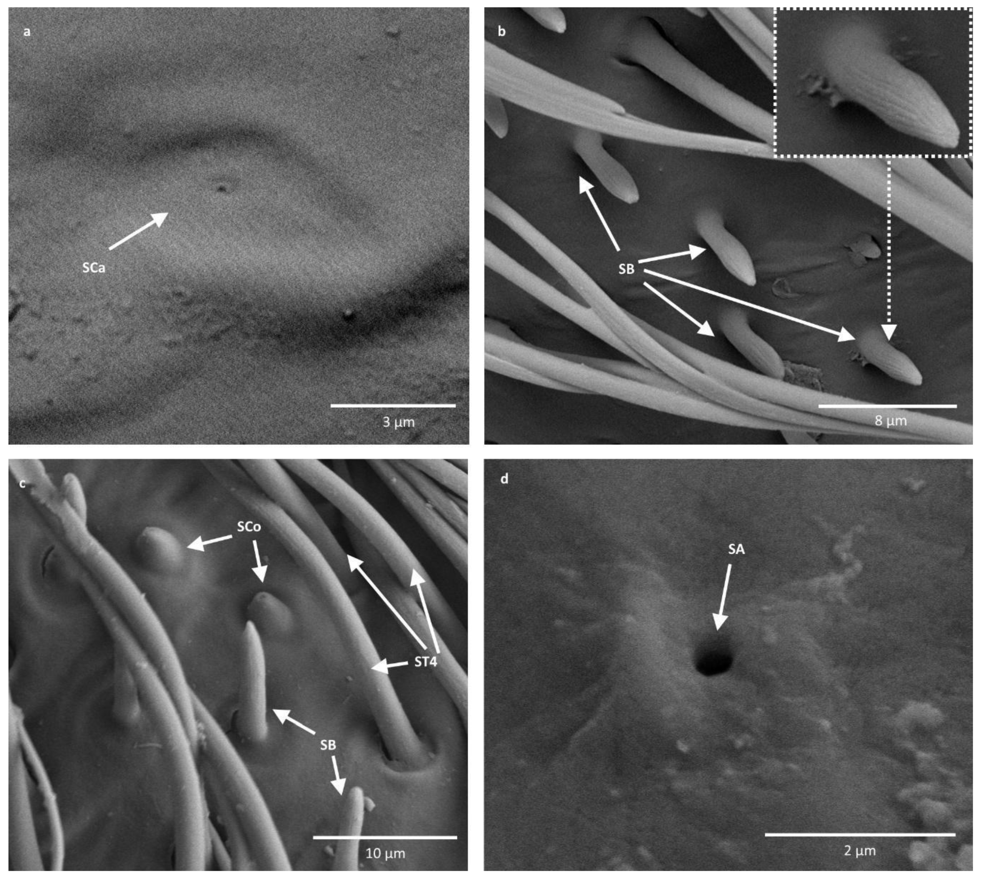 Insects 11 00734 g003 Insects 11 00734 g003