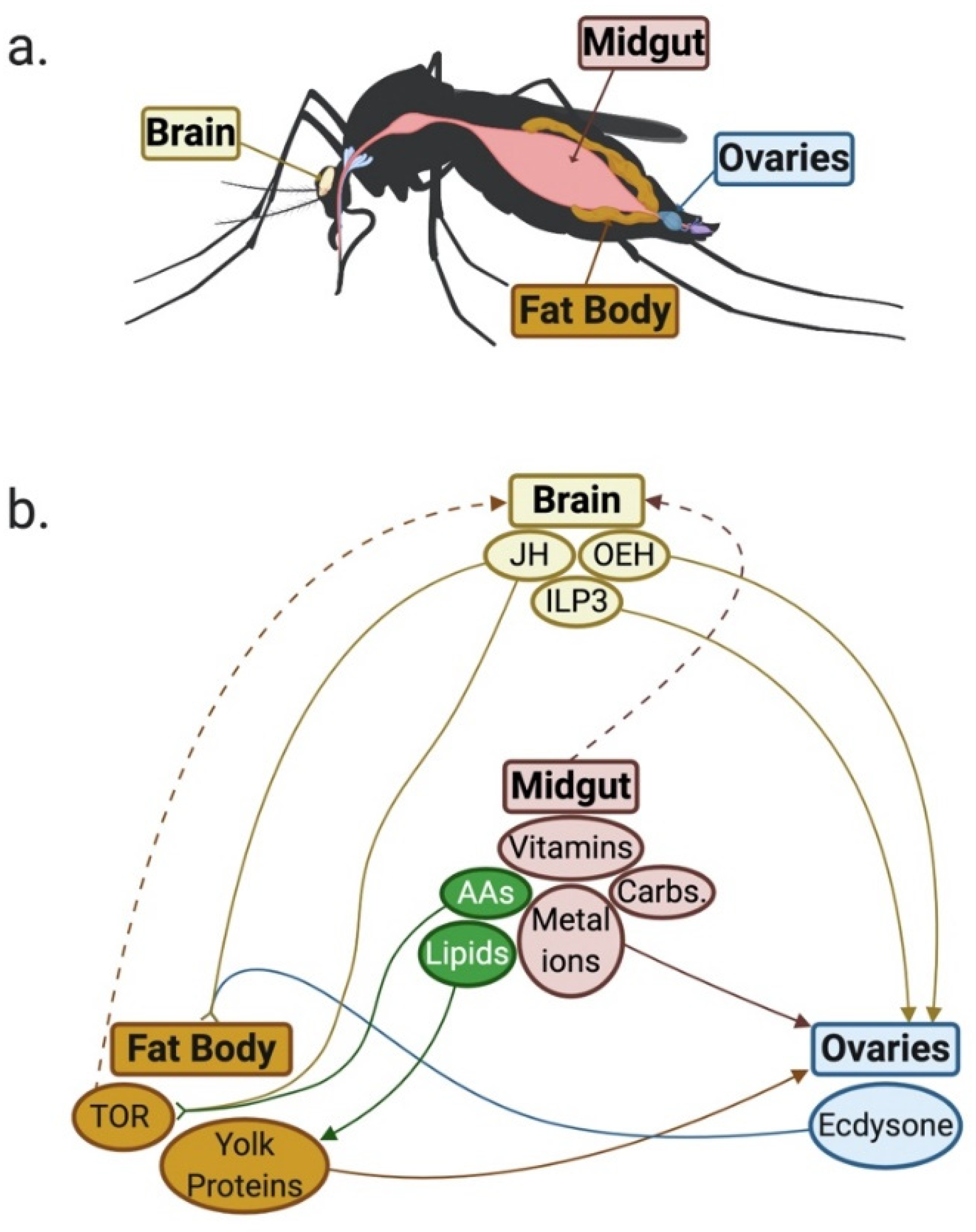Insects 11 00735 g001