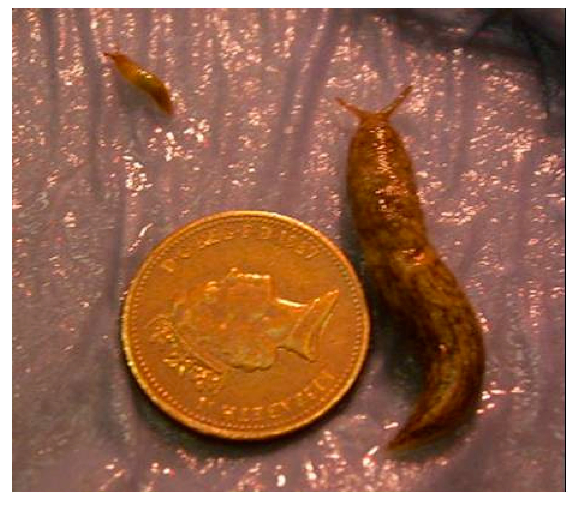 Insects 11 00742 g001