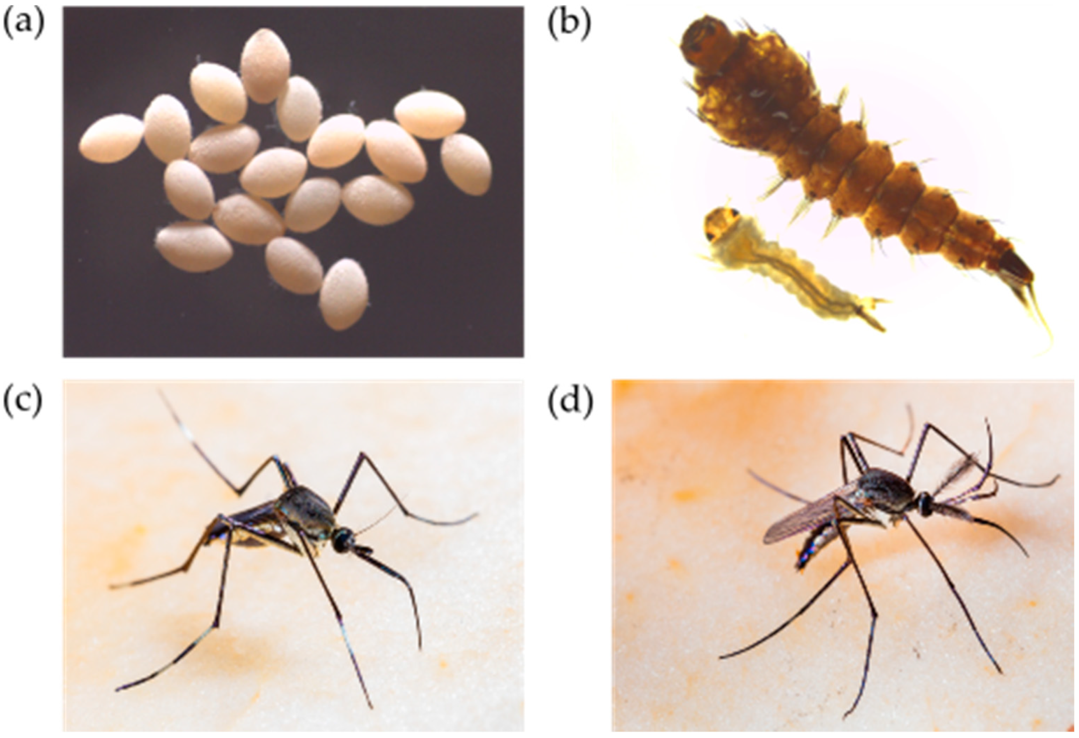 Insects Free Full Text Toxorhynchites Species A Review of