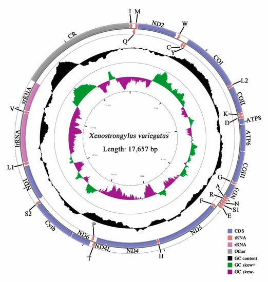 Characterization of the Complete Mitochondrial Genomes from Two ...