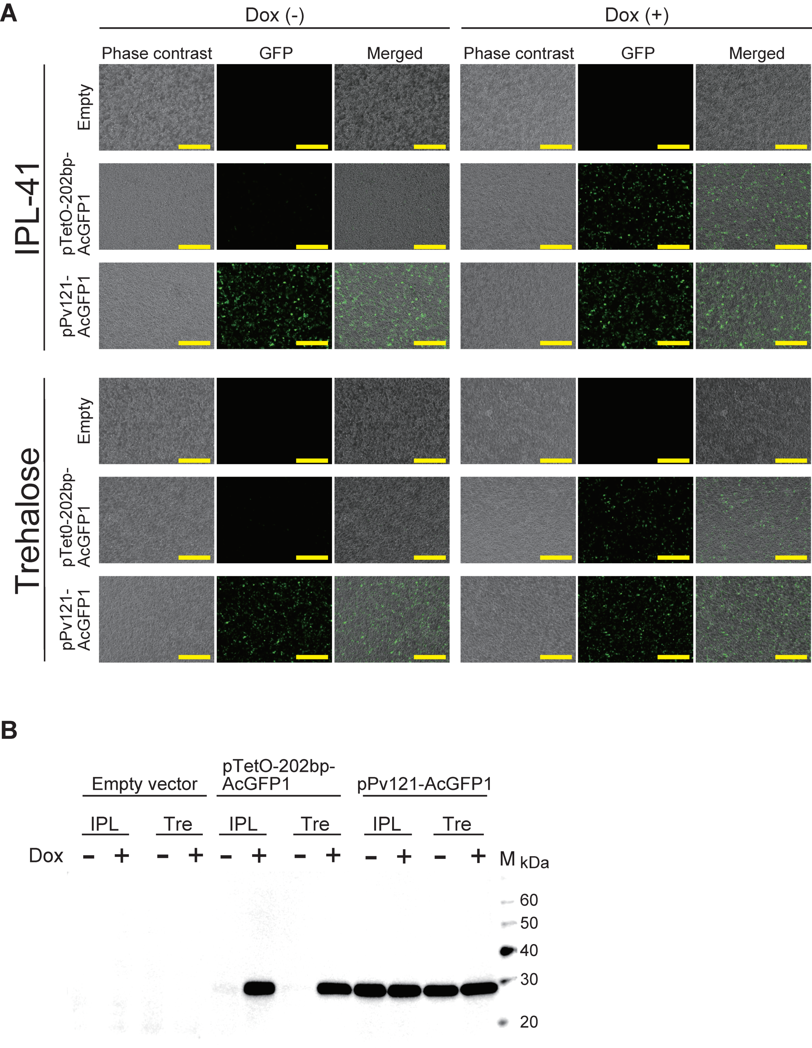 Insects 11 00781 g002 Insects 11 00781 g002