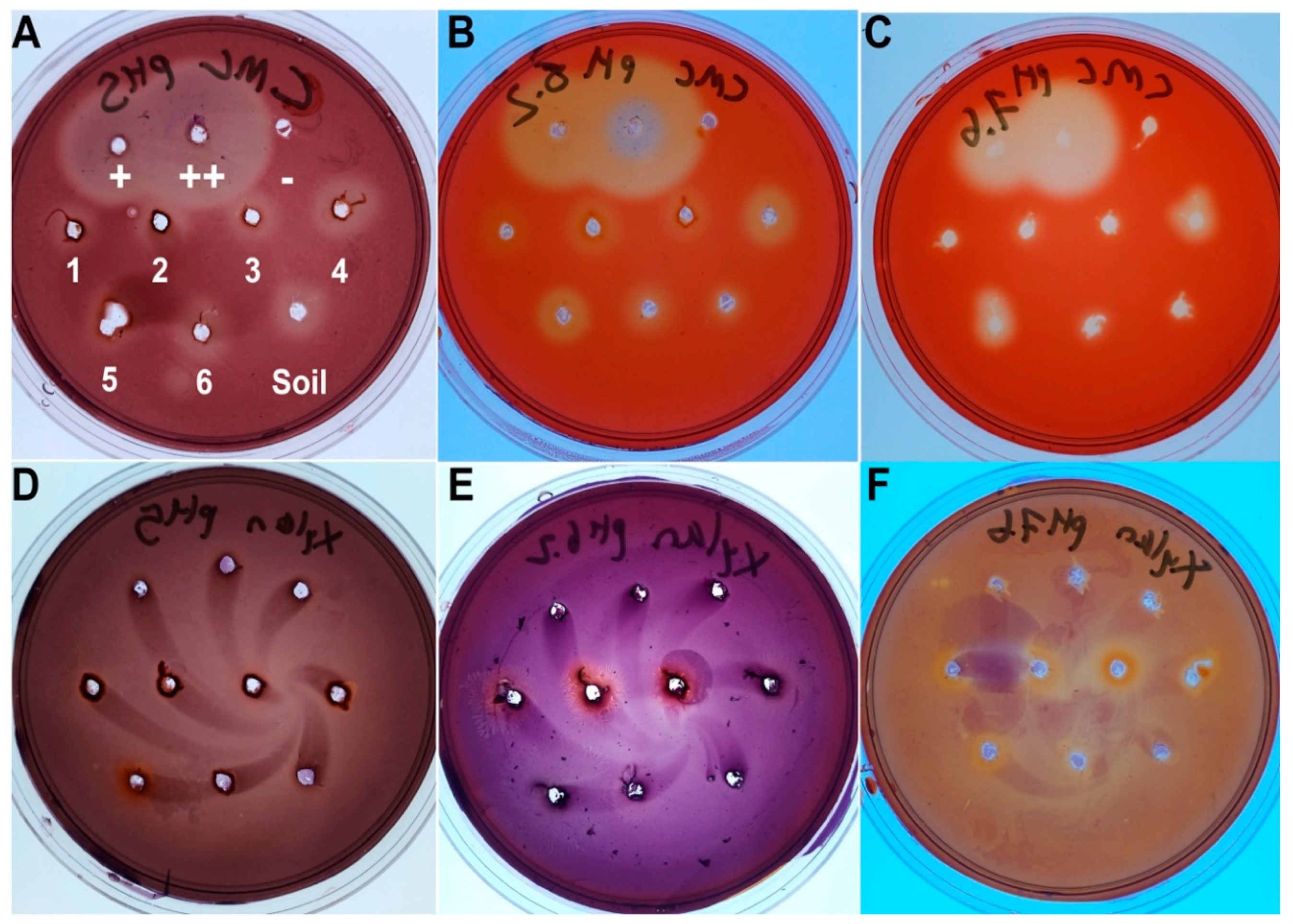 Insects 11 00782 g002