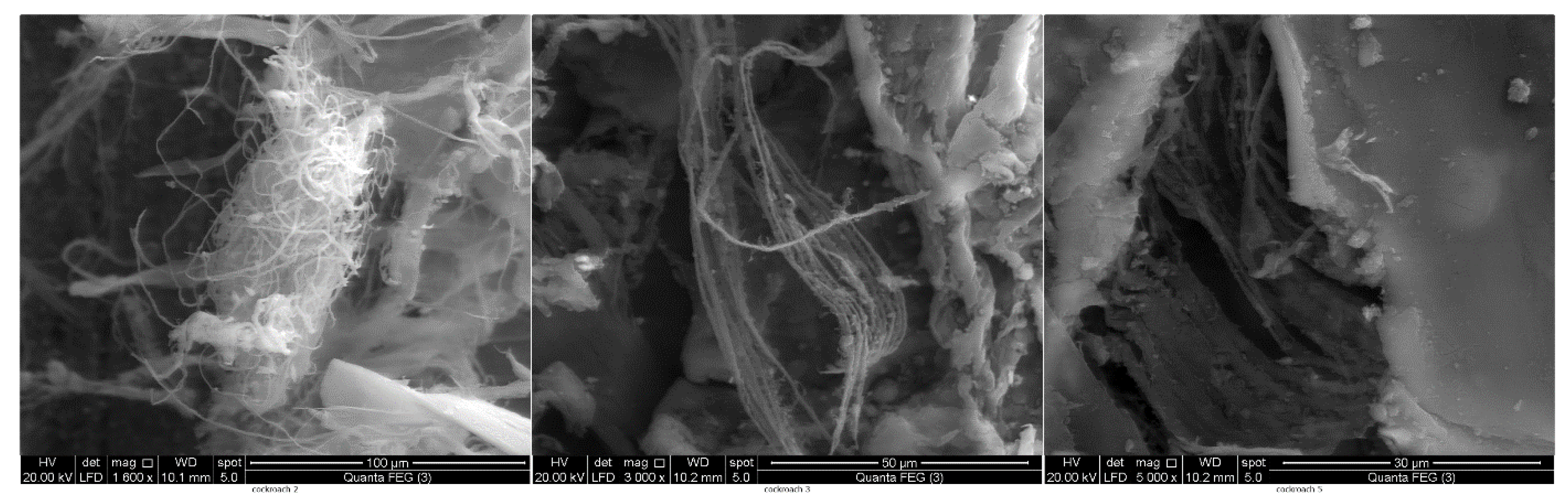 Insects 11 00788 g004