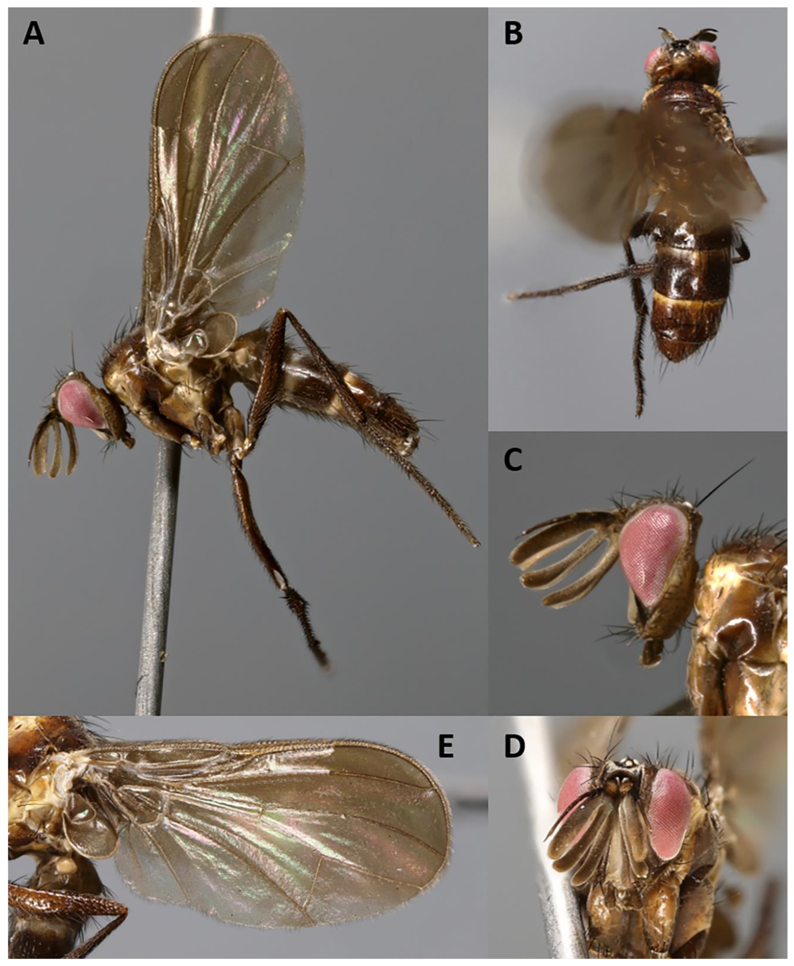 Insects 11 00792 g002