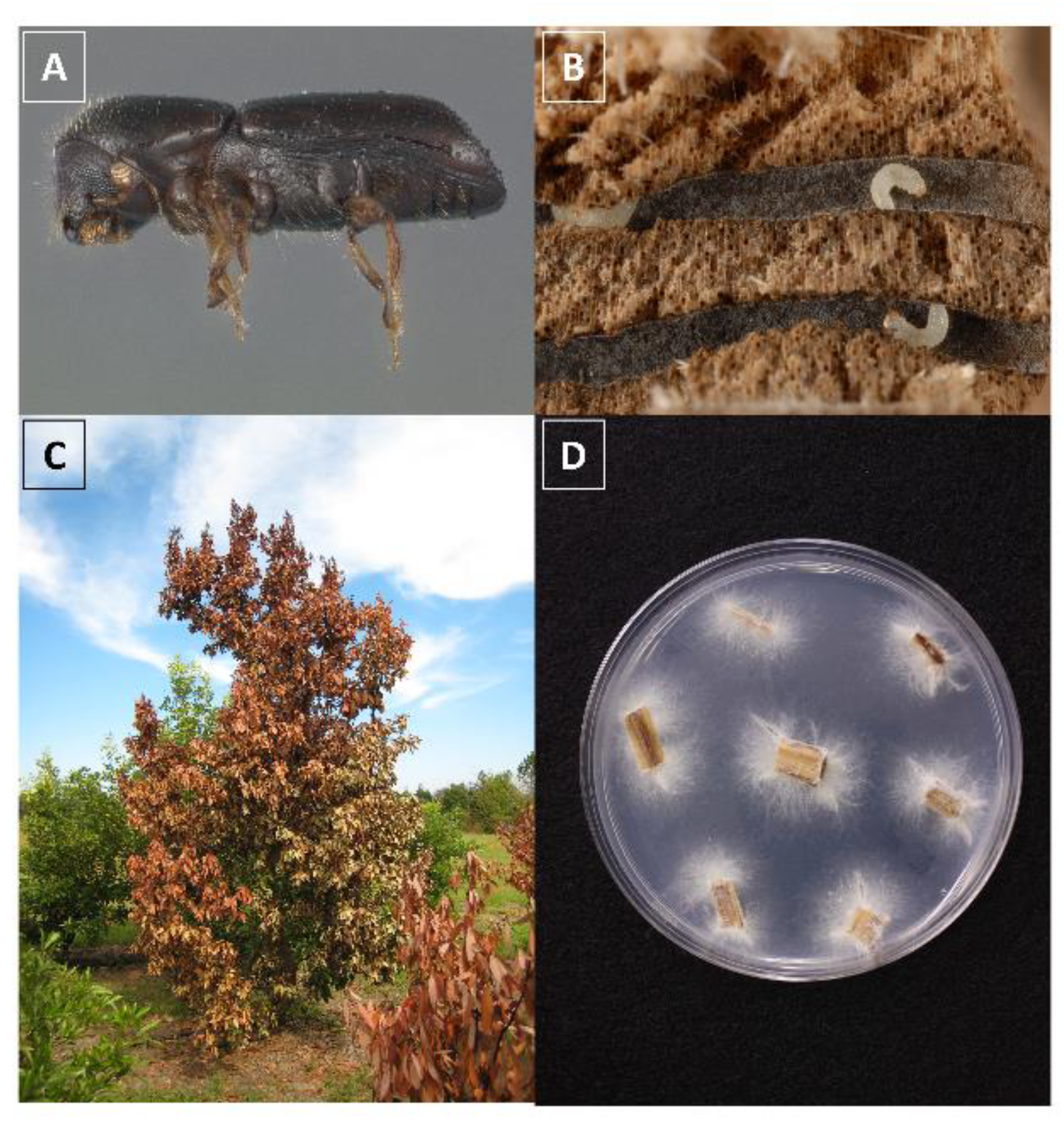 Insects 11 00796 g001