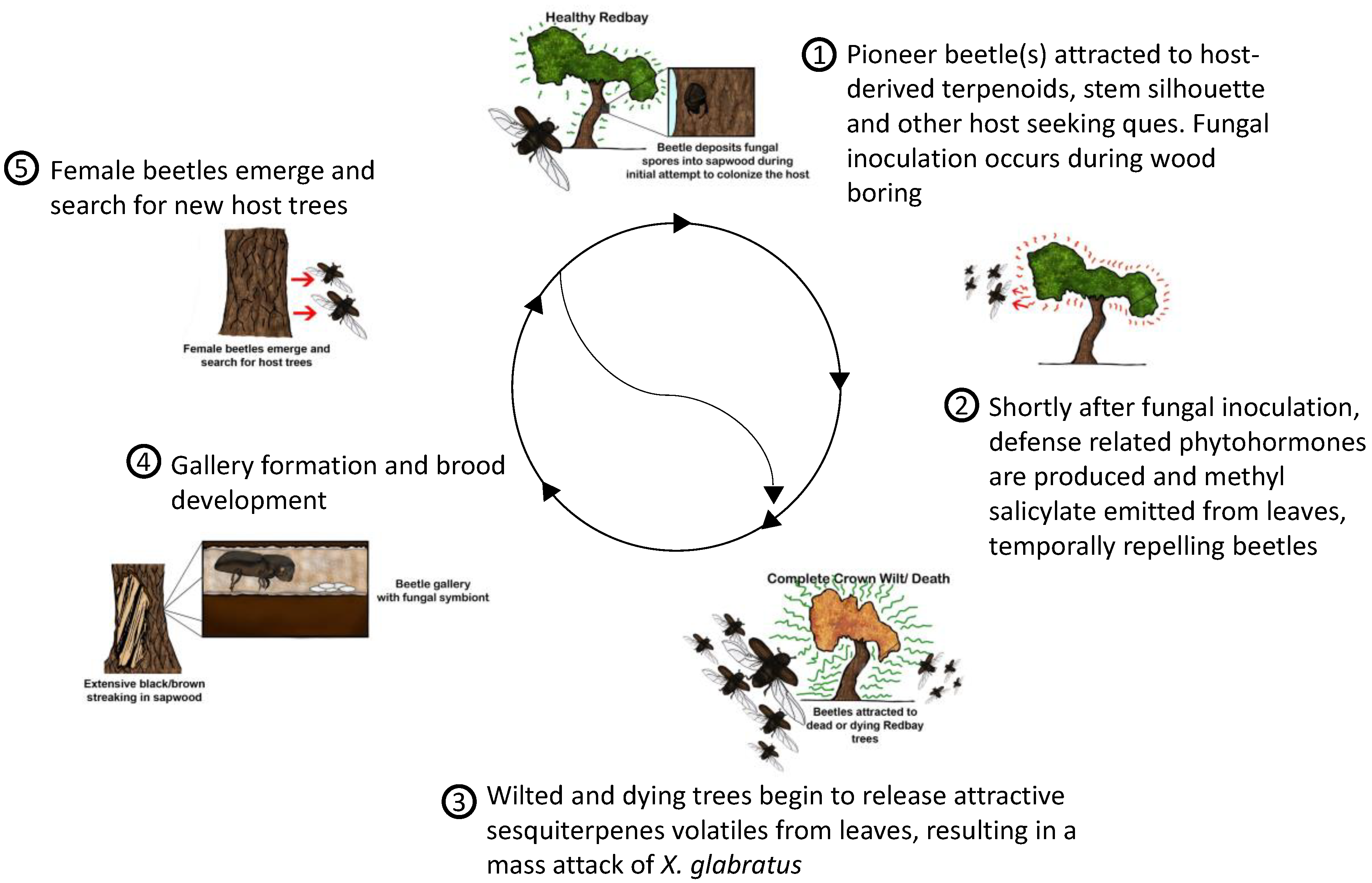 Insects 11 00796 g002