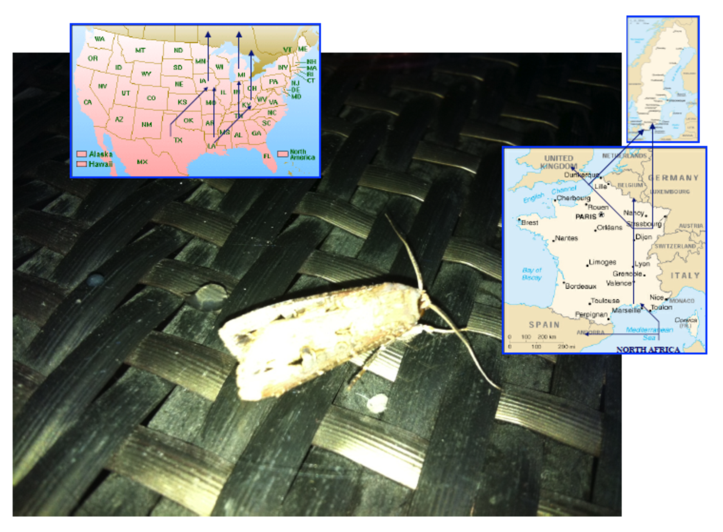 Insects 11 00798 g001 Insects 11 00798 g001