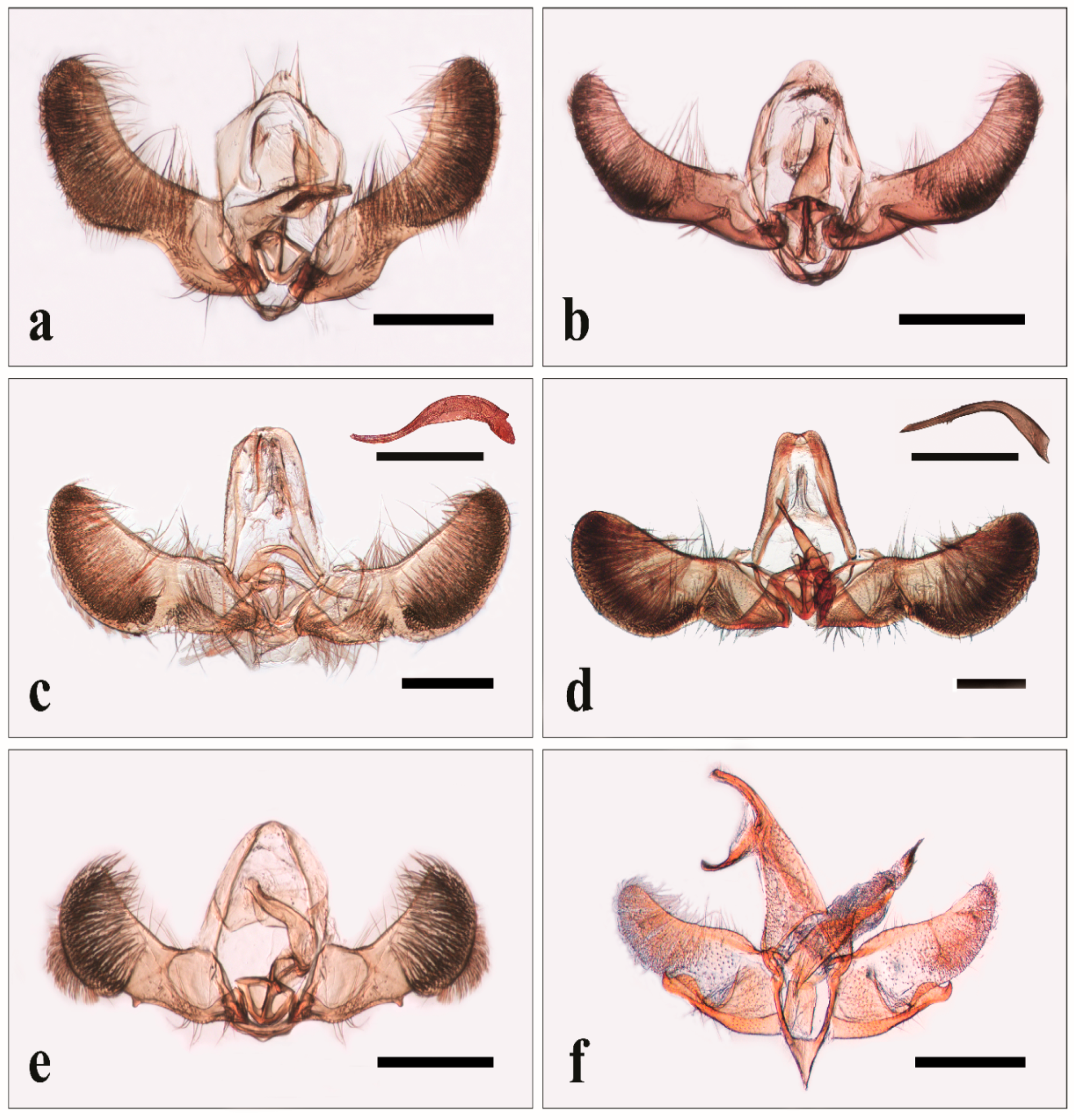 Insects | Free Full-Text | Performance of Pheromone-Baited Traps to Monitor the Seasonal Abundance of Tortrix Moths in Chestnut Groves Insects | Free Full-Text | Performance of Pheromone-Baited Traps to Monitor the Seasonal Abundance of Tortrix Moths in Chestnut Groves