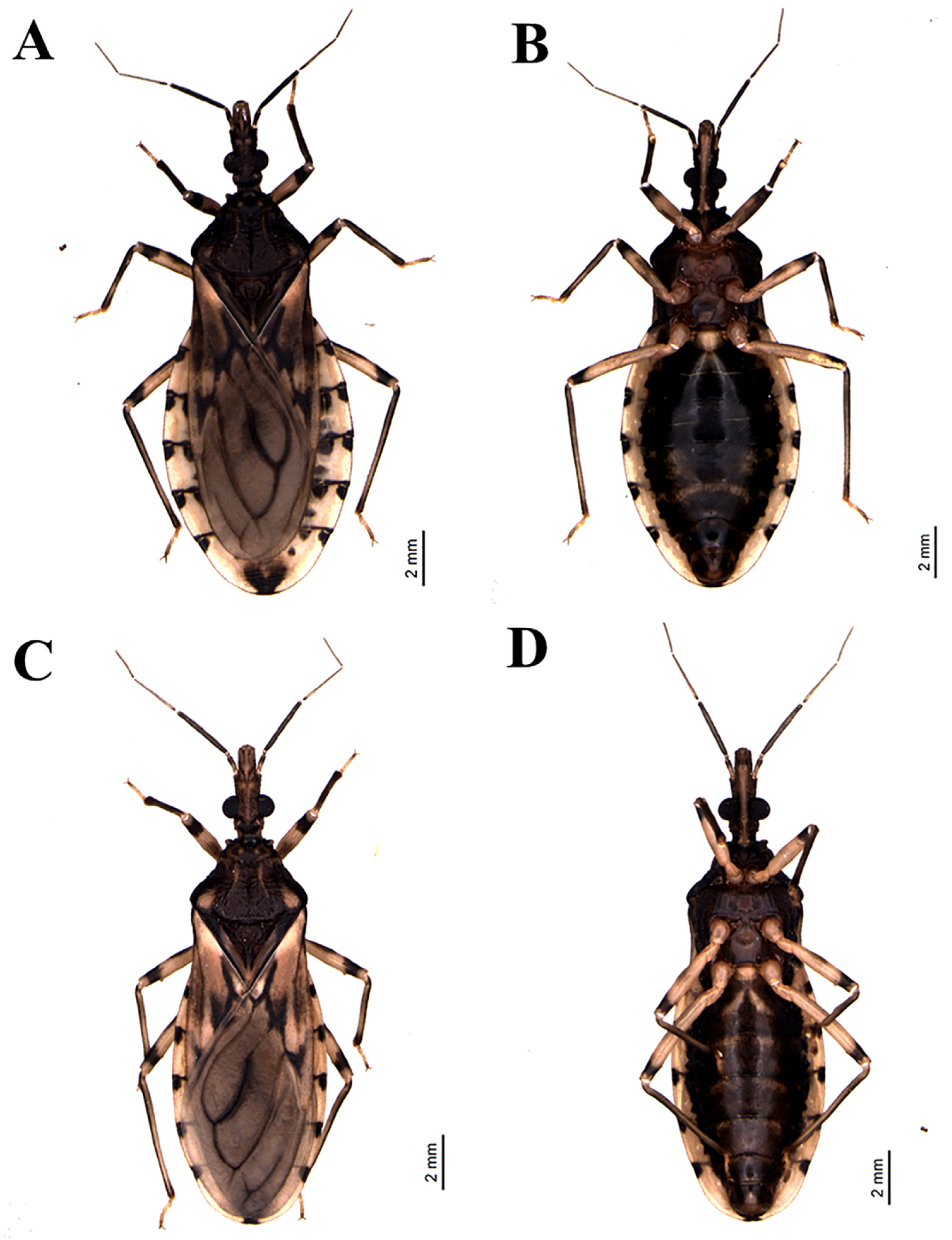 Insects 11 00830 g001 Insects 11 00830 g001