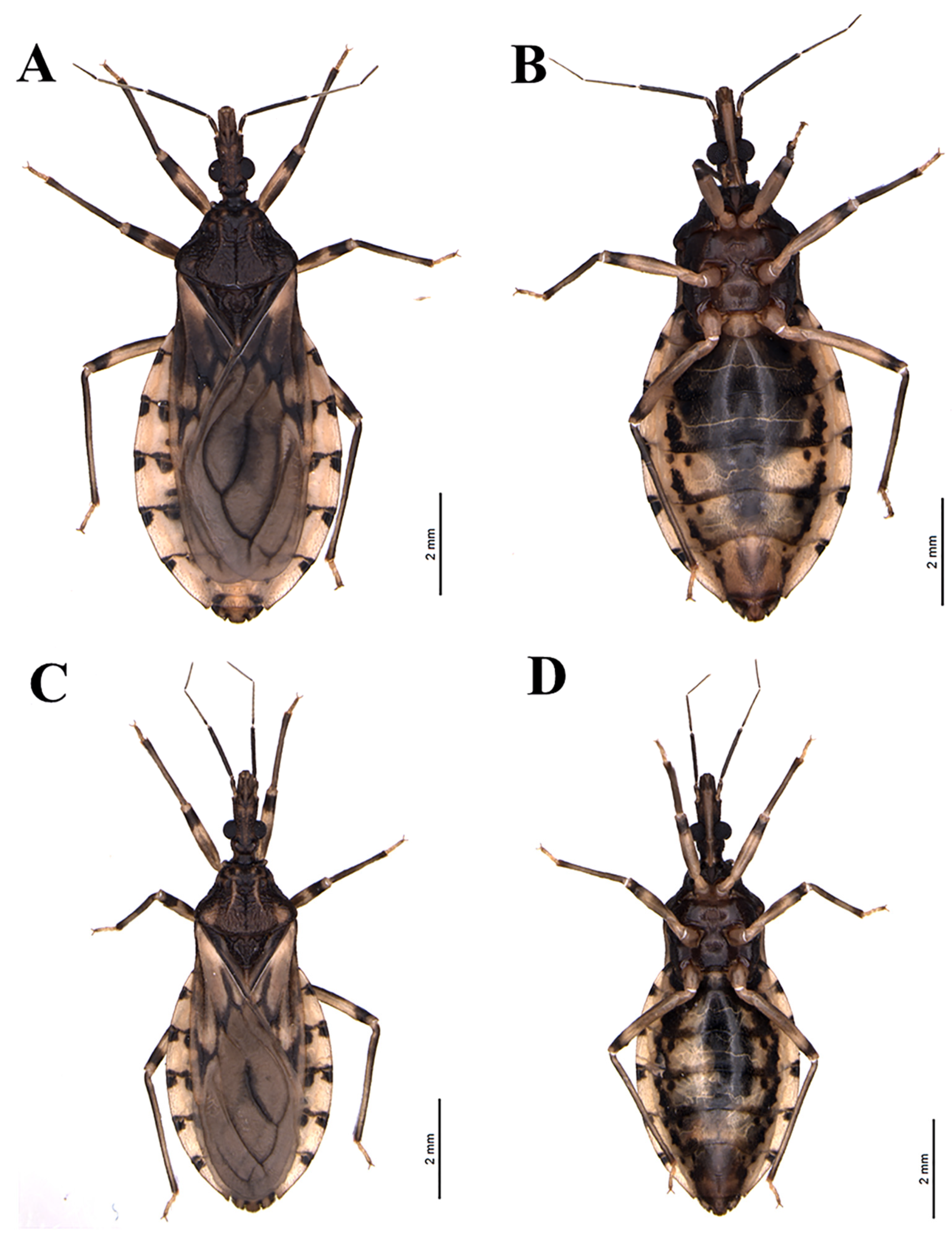 Insects 11 00830 g002 Insects 11 00830 g002