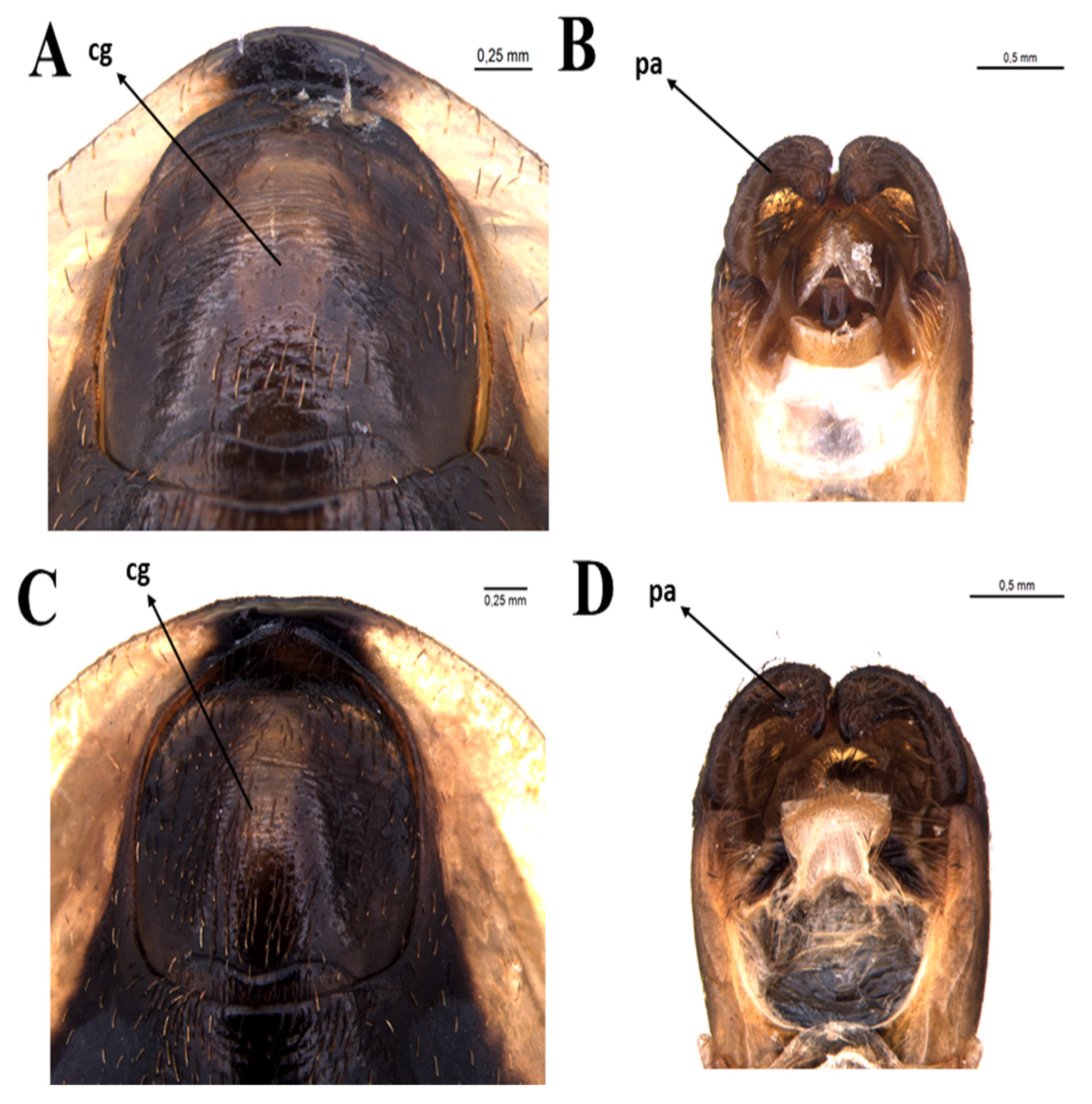 Insects 11 00830 g006 Insects 11 00830 g006