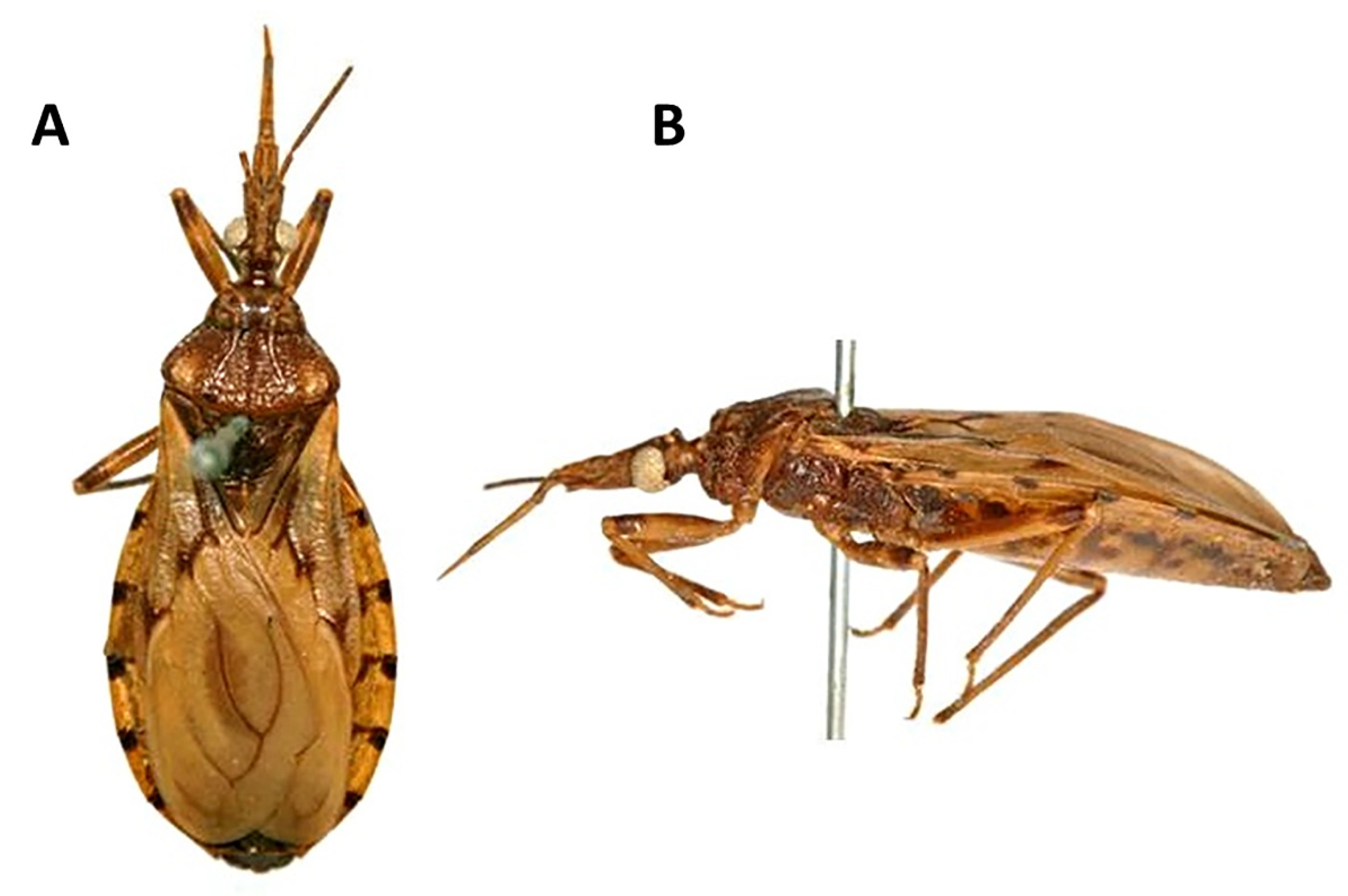 Insects 11 00830 g012 Insects 11 00830 g012