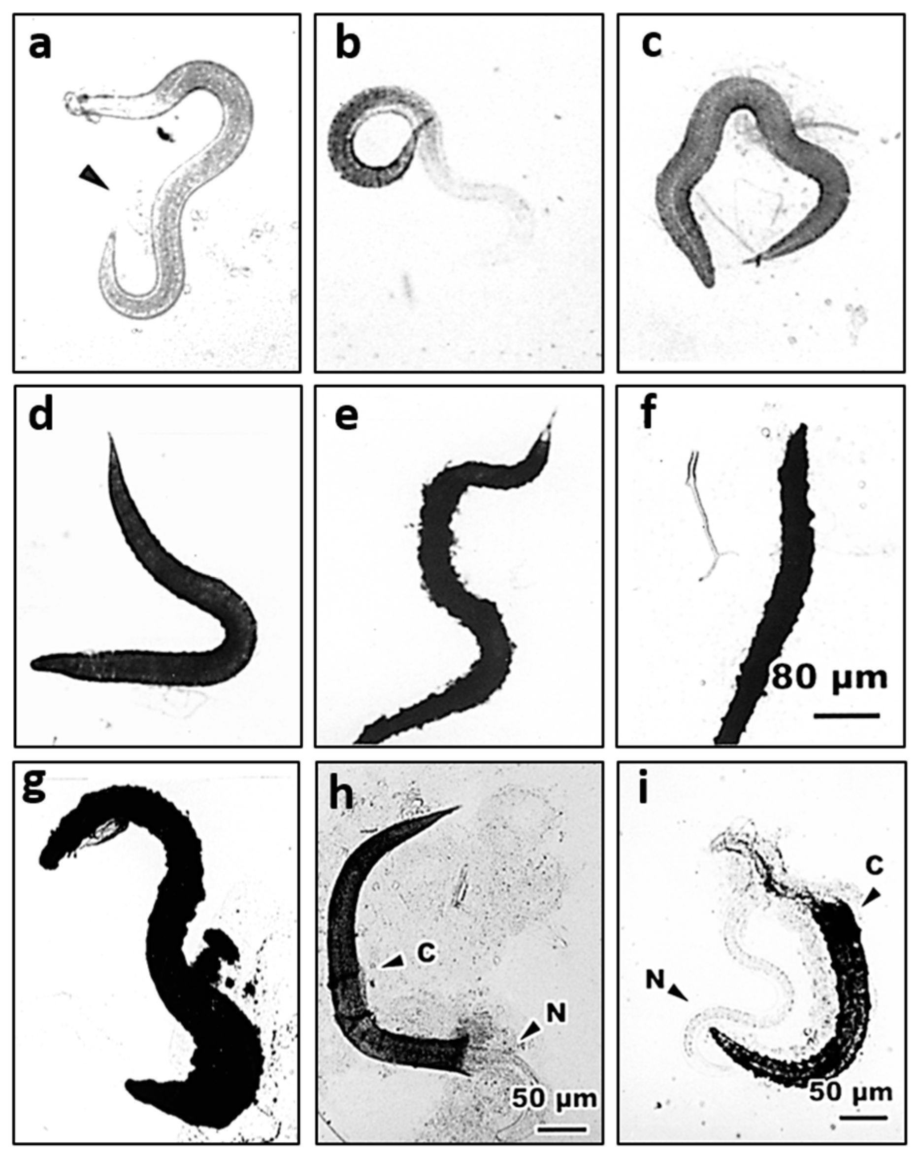 Insects 11 00832 g004